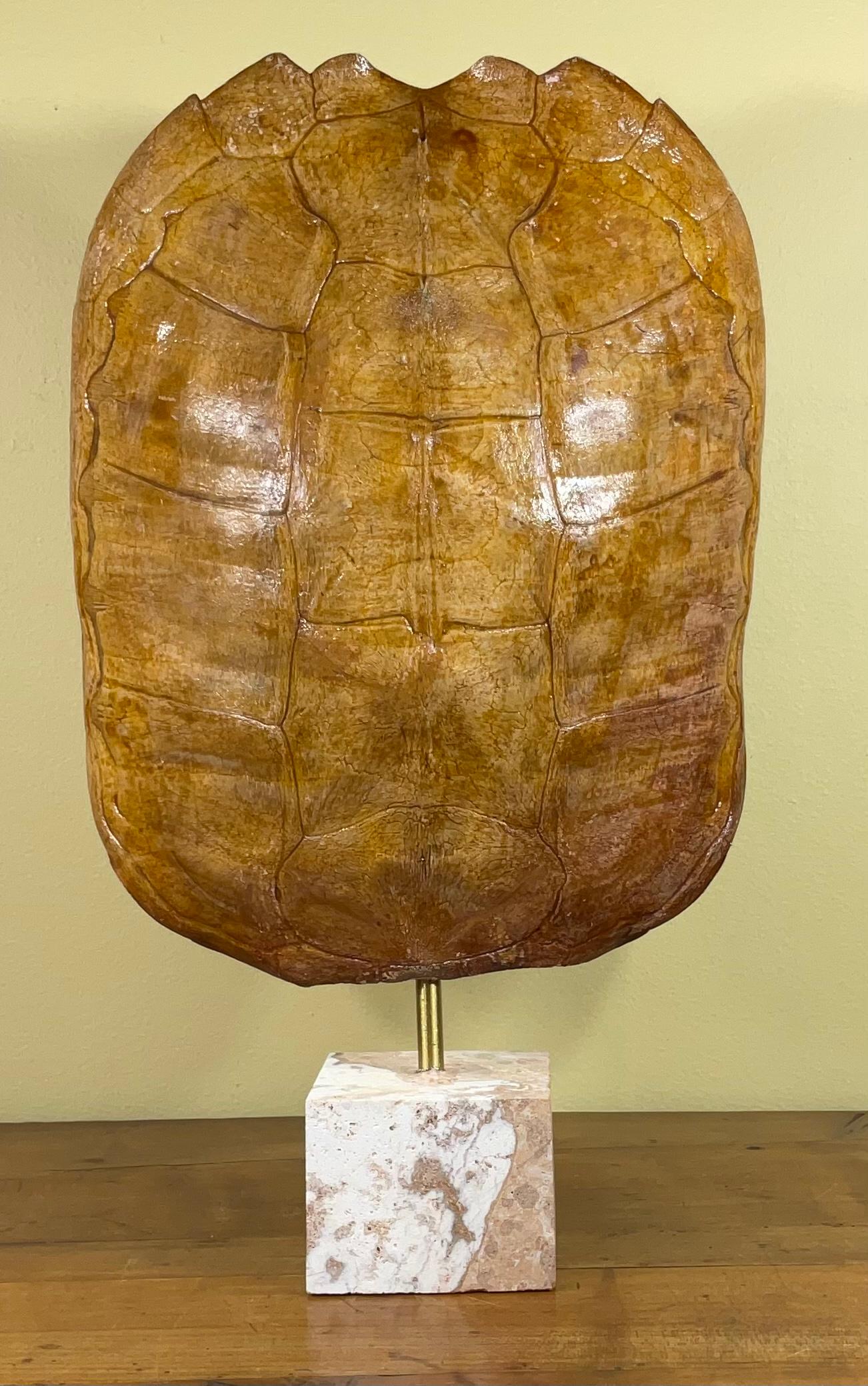 Genuine American Fresh Water Snapping Turtle Shell 5