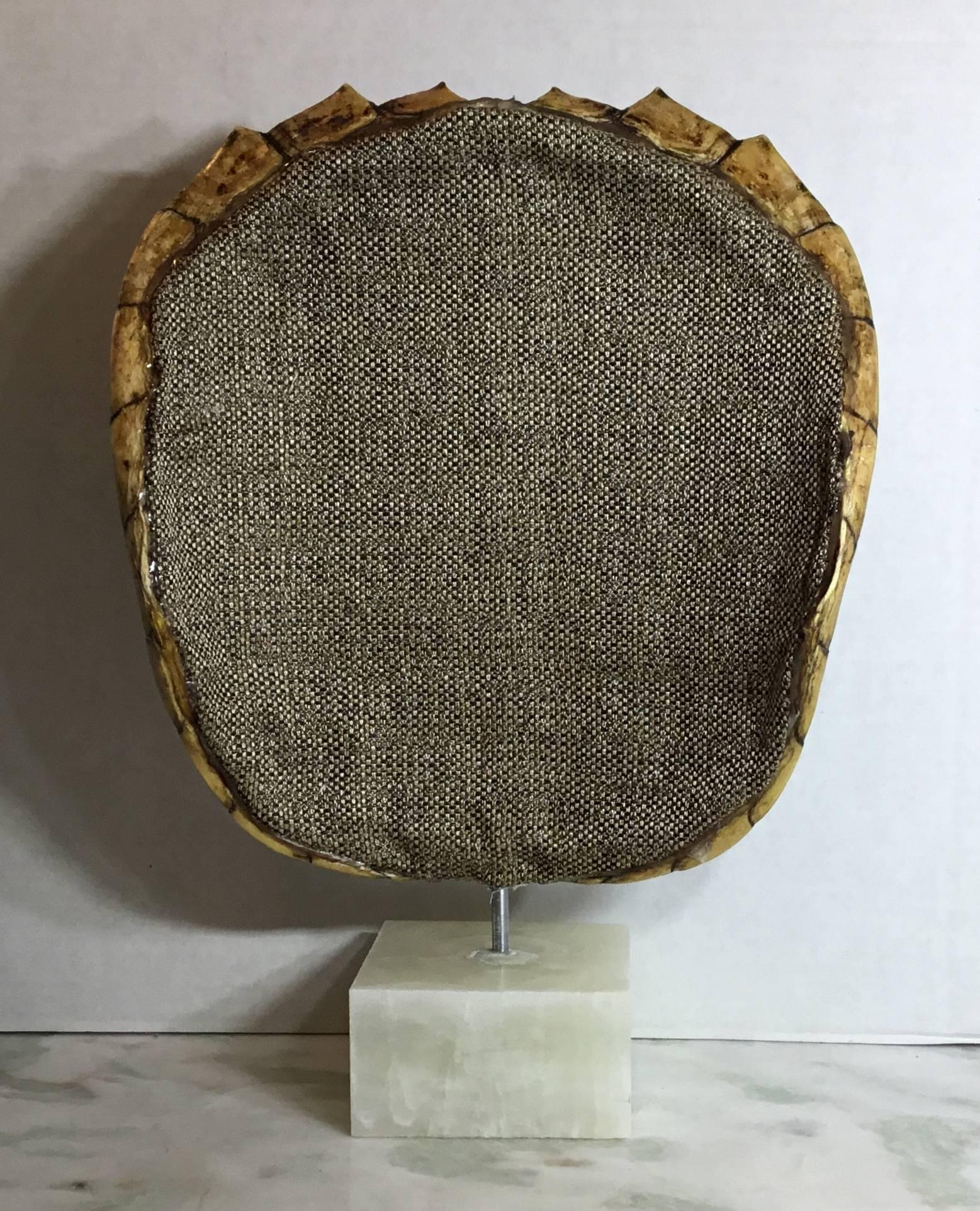 Genuine American Fresh Water Snapping Turtle Shell 4