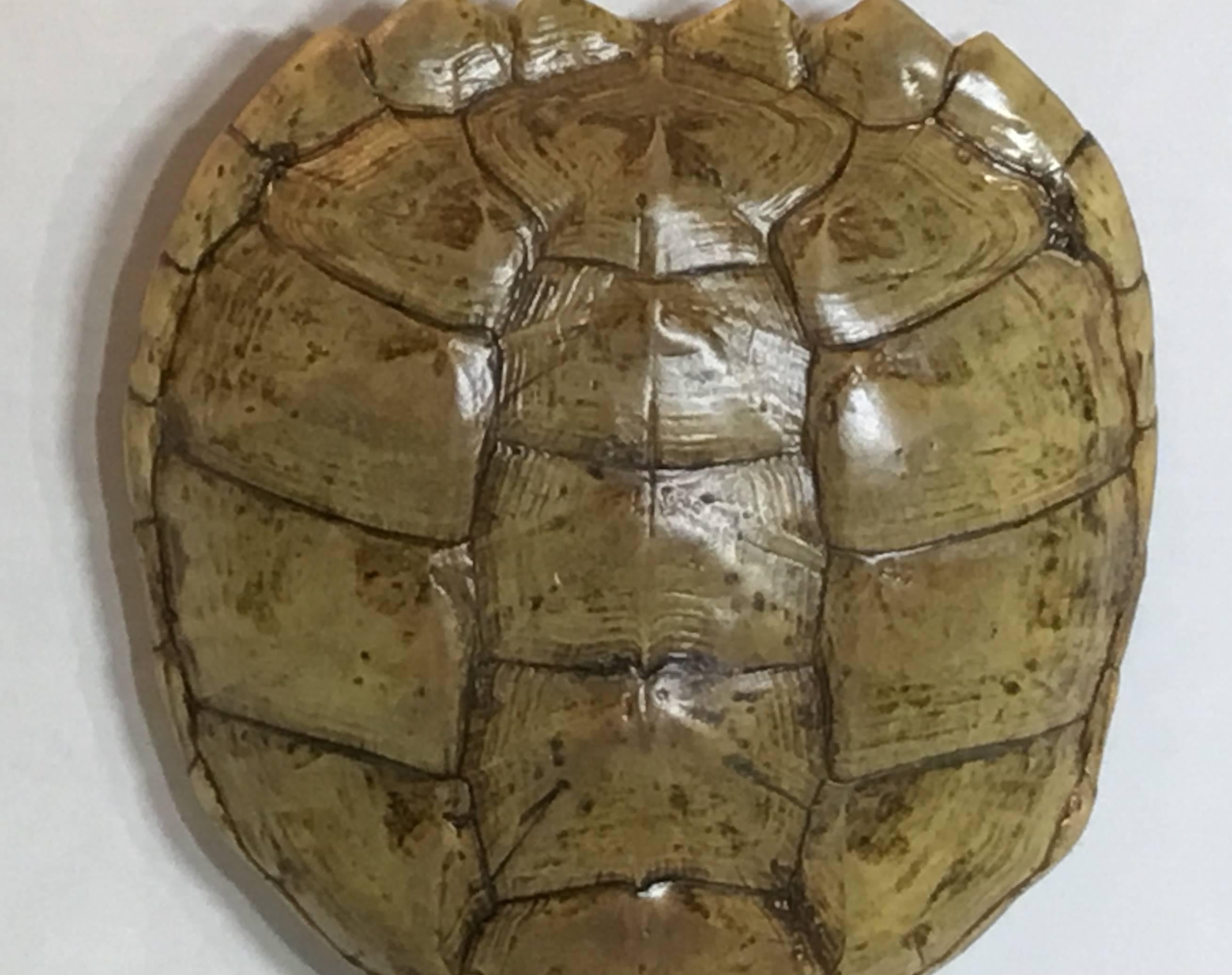 Genuine American Fresh Water Snapping Turtle Shell 6