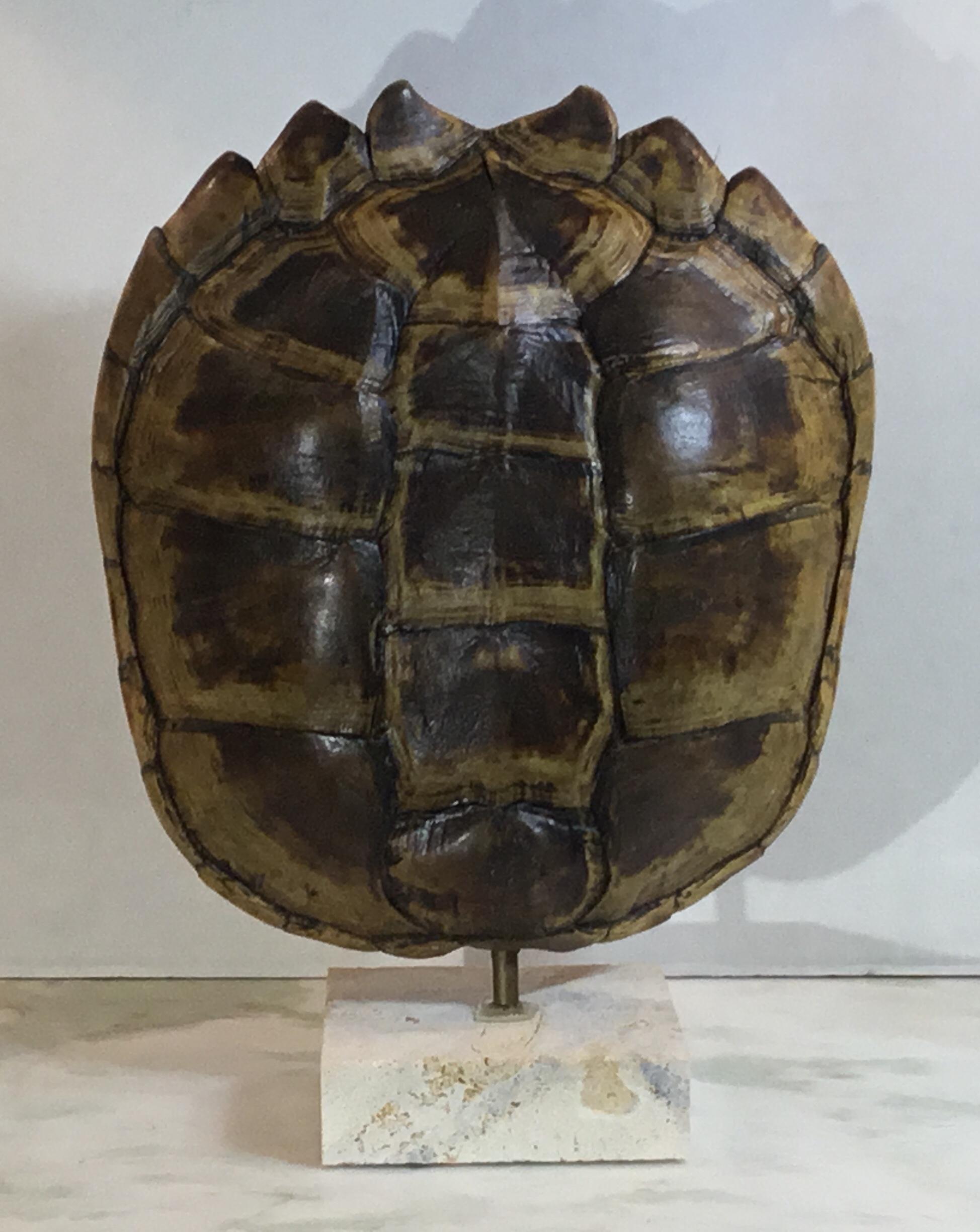 Genuine American Fresh Water Snapping Turtle Shell 6