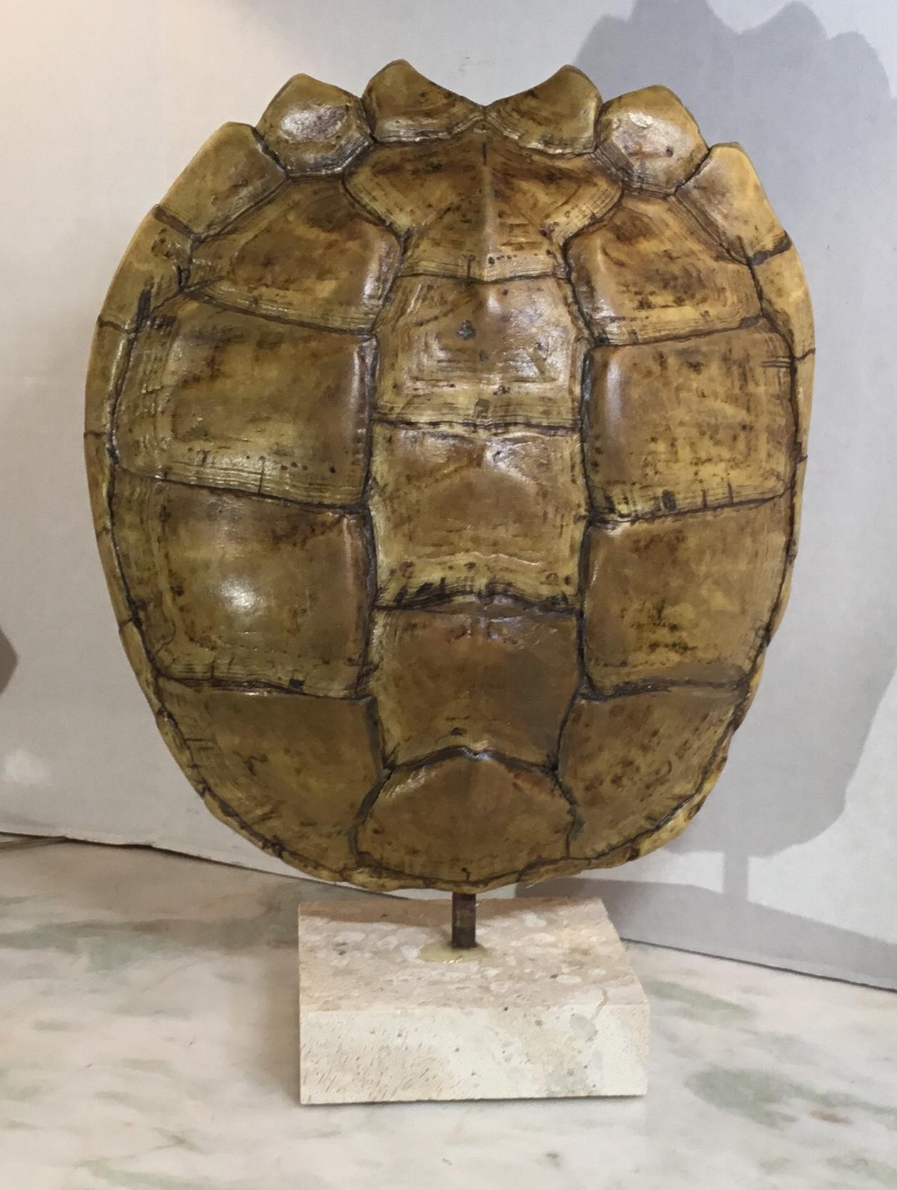Genuine American Fresh Water Snapping Turtle Shell 6
