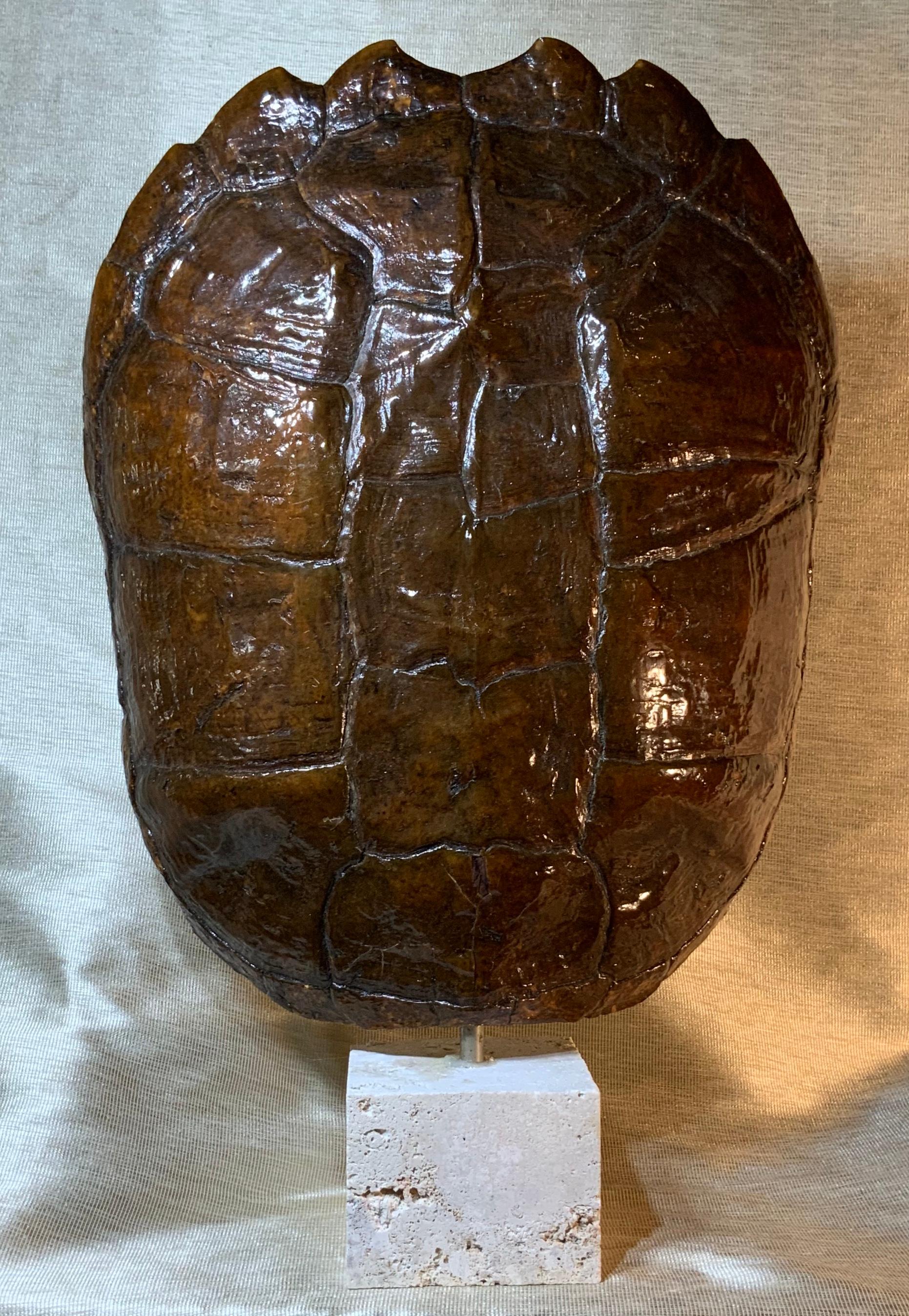 Genuine American Fresh Water Snapping Turtle Shell 7
