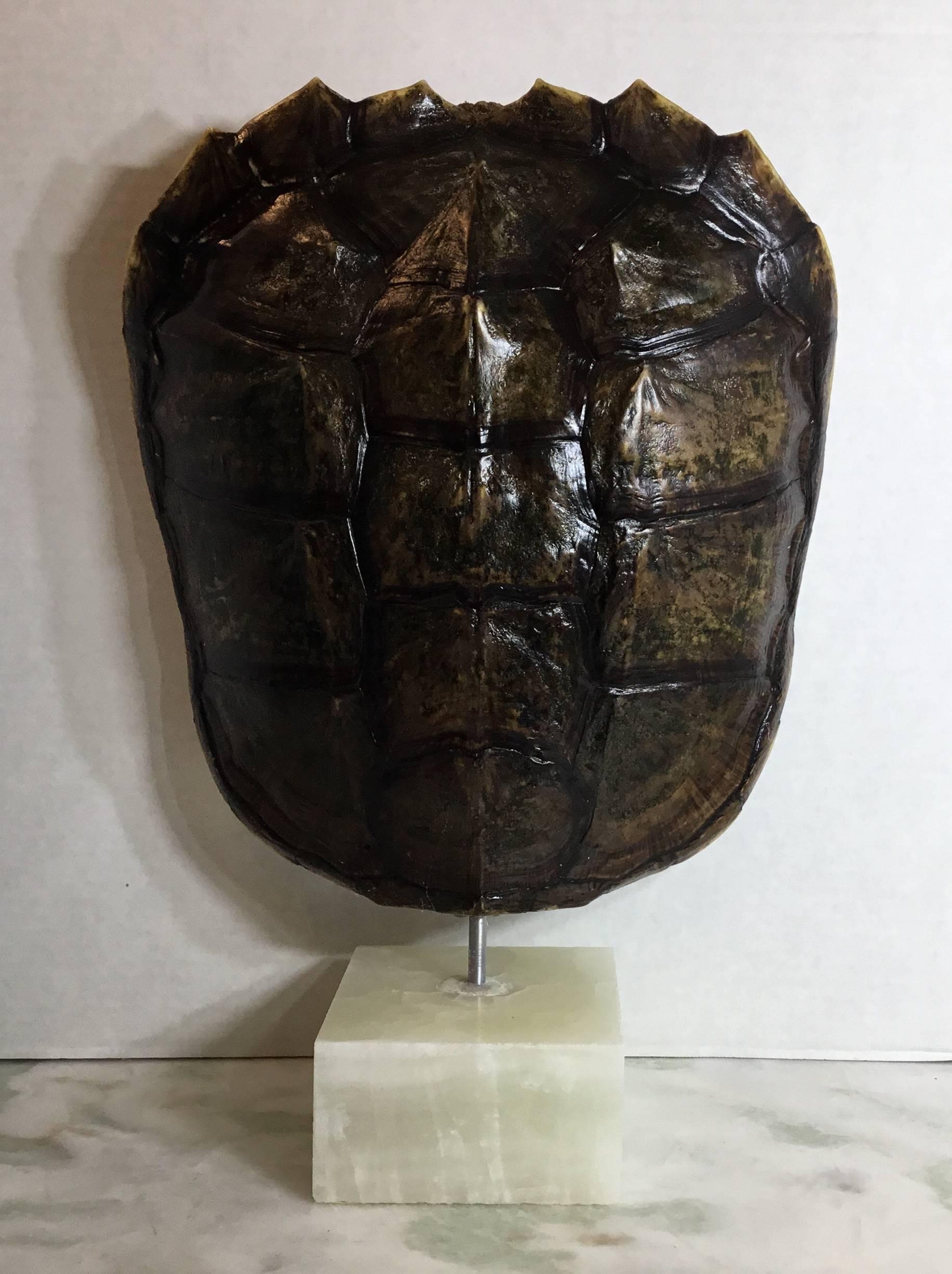 Genuine American Fresh Water Snapping Turtle Shell 5