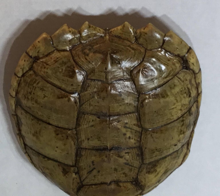 Genuine American Fresh Water Snapping Turtle Shell at 1stDibs