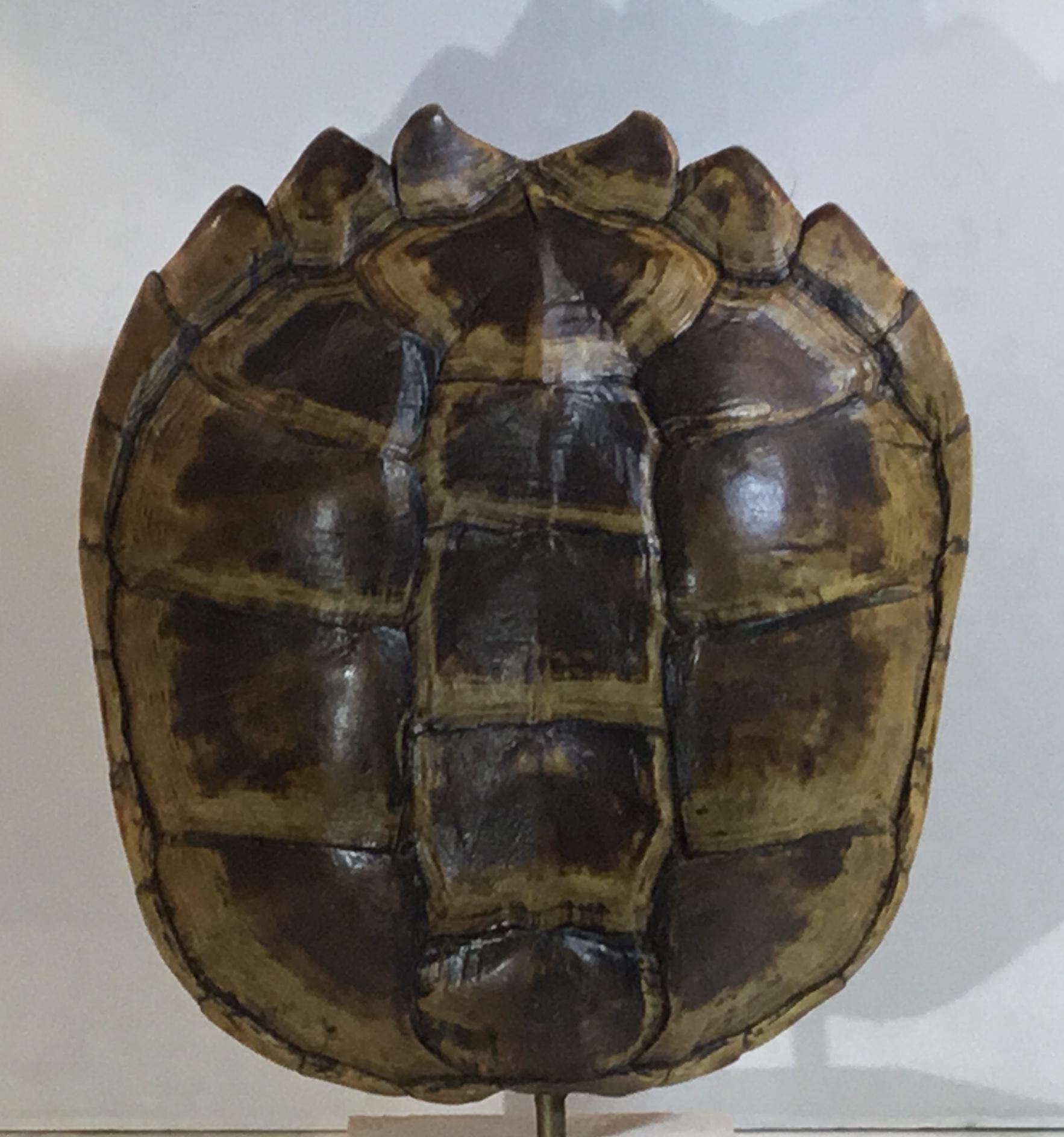 Genuine American Fresh Water Snapping Turtle Shell 7