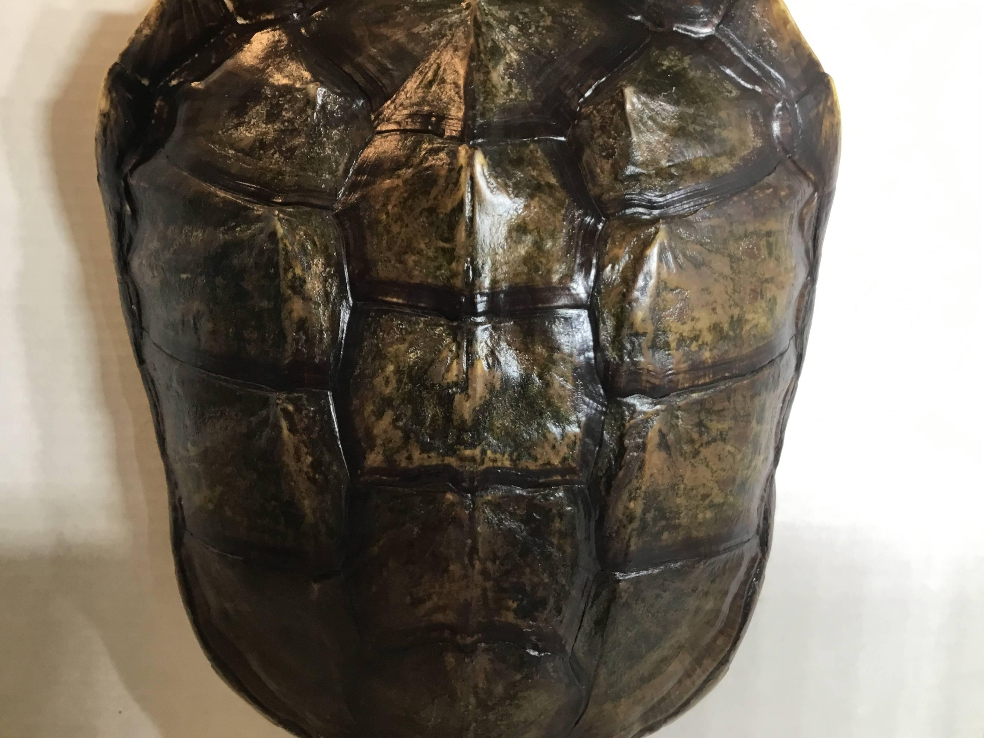 Genuine American Fresh Water Snapping Turtle Shell 6