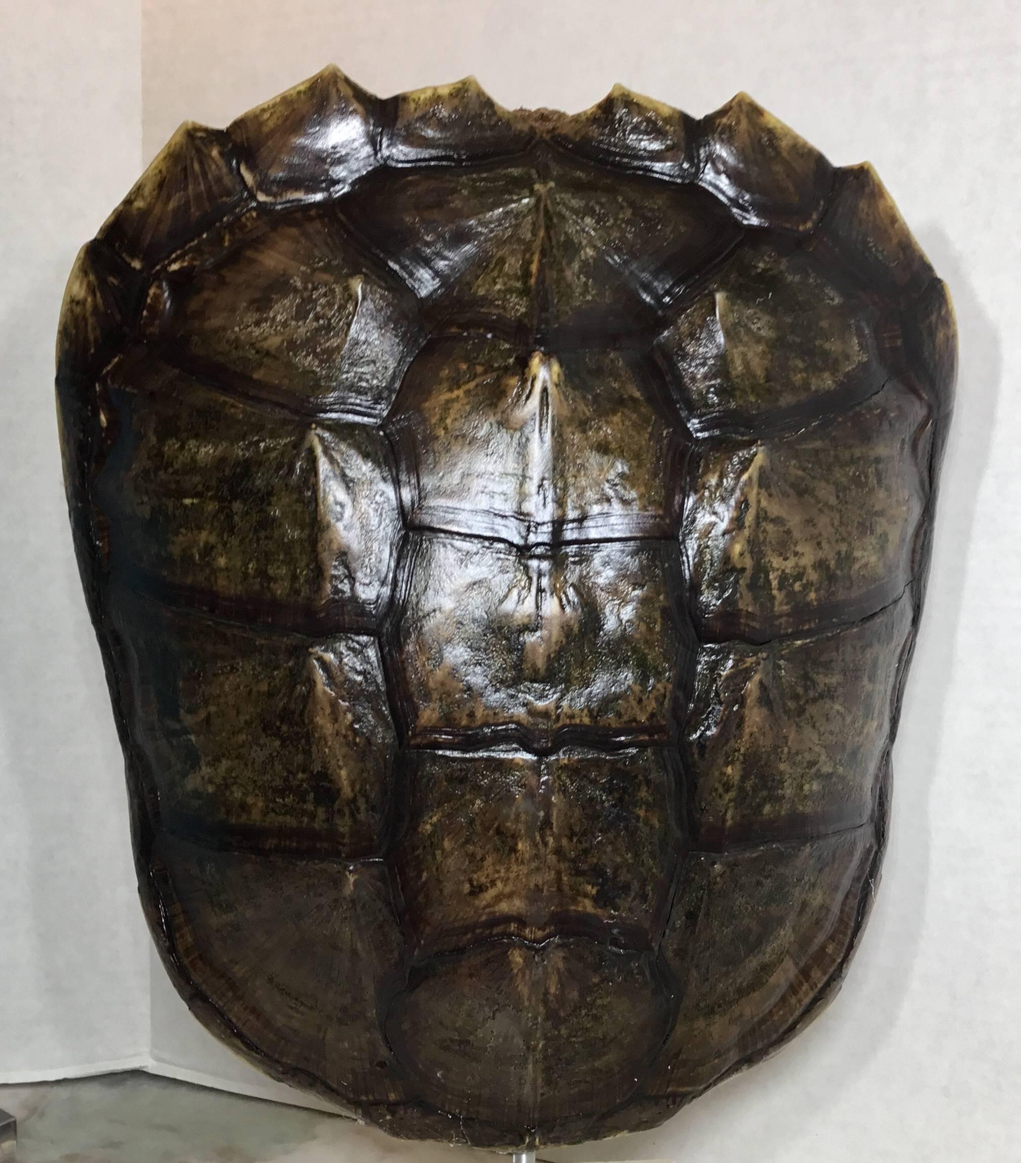 Decorative fresh water turtle shell professionally mounted on onyx base, the shell is cleaned and seal with clear protective satin finish.
And the back is upholstered with silk fabric. Beautiful natural piece of art for display.