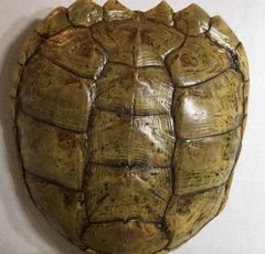 Genuine American Fresh Water Snapping Turtle Shell
