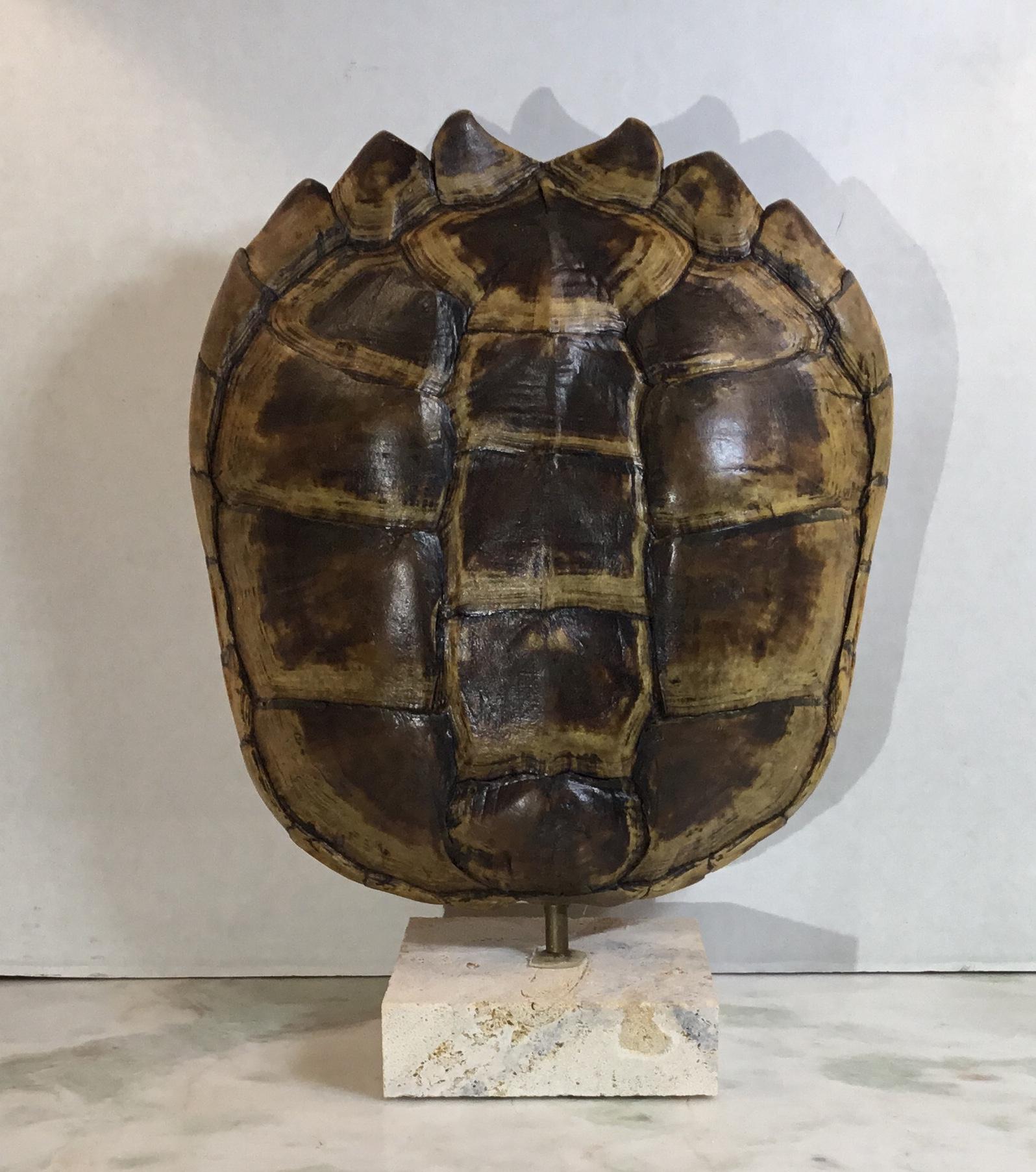 Decorative fresh water turtle shell professionally mounted on coral base, the shell is cleaned and seal with clear protective satin finish.
And the back is upholstered with silk fabric. Beautiful natural piece of art for display.