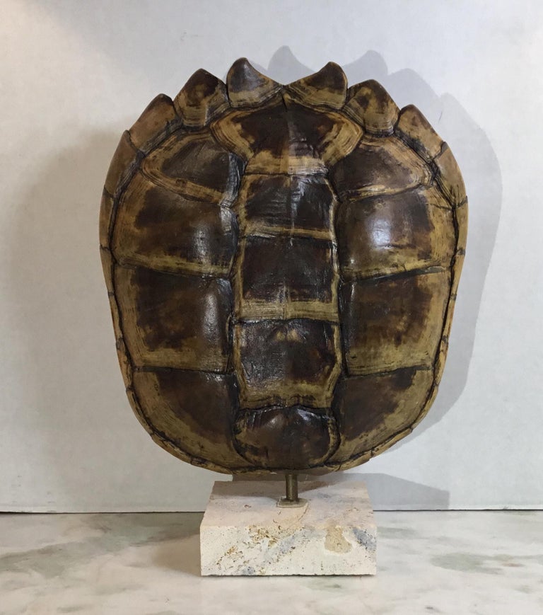 Genuine American Fresh Water Snapping Turtle Shell at 1stDibs