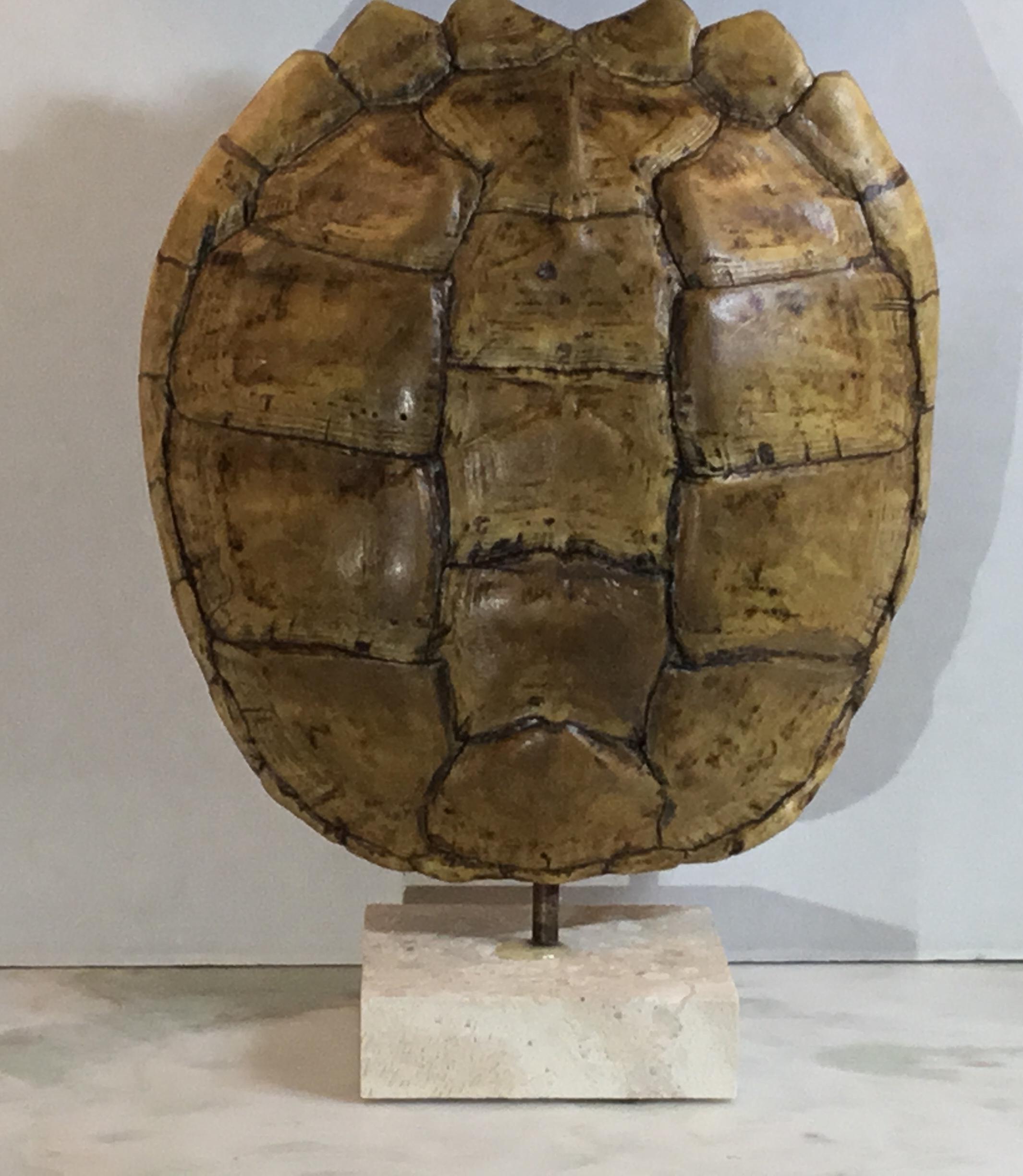 Decorative fresh water turtle shell professionally mounted on coral base, the shell is cleaned and seal with clear protective satin finish.
And the back is upholstered with silk fabric. Beautiful natural piece of art for display.