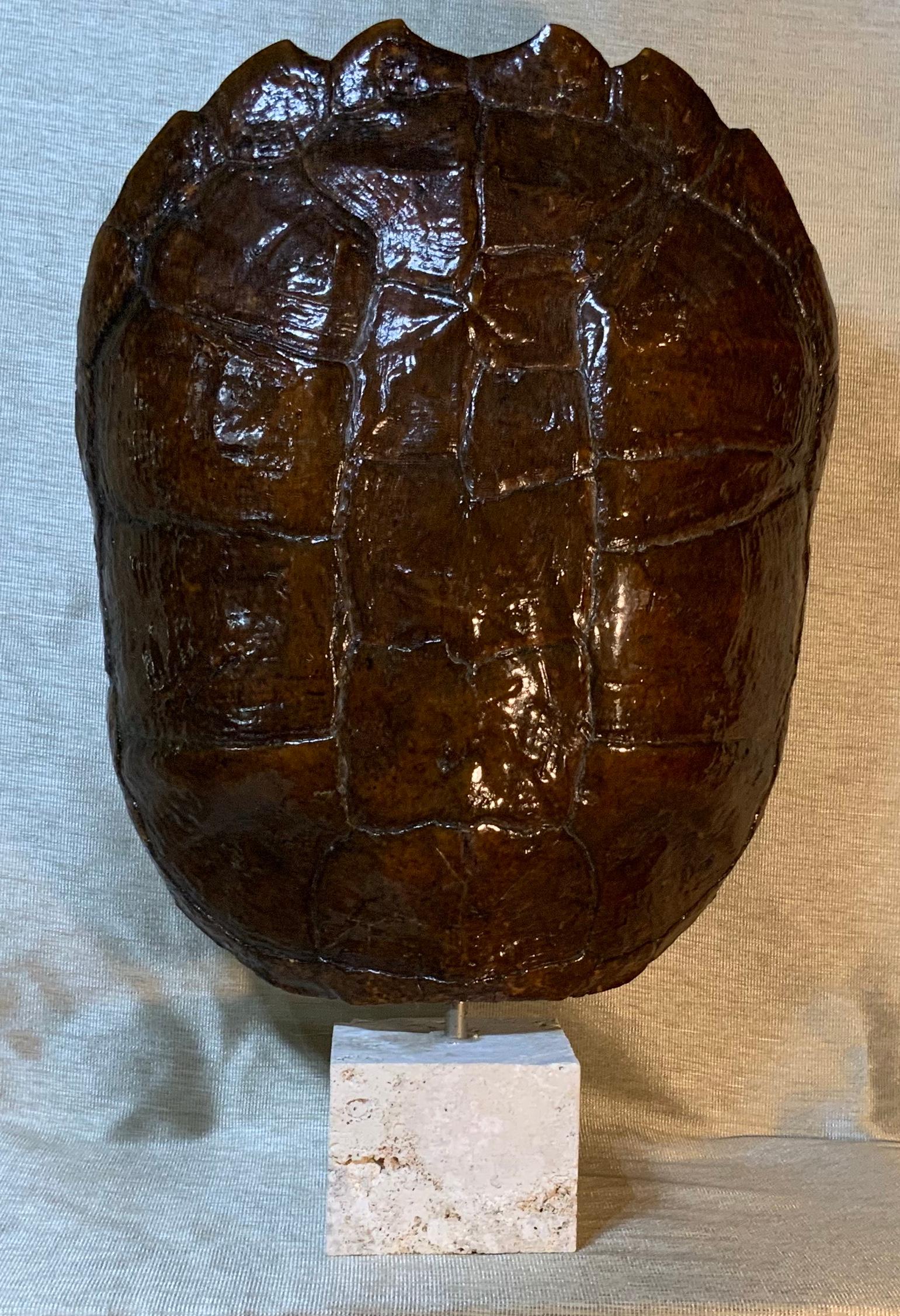 Decorative fresh water turtle shell professionally mounted on real coral base, the shell is cleaned and seal with clear protective satin finish.
And the back is upholstered with silk fabric. Beautiful natural piece of art for display.