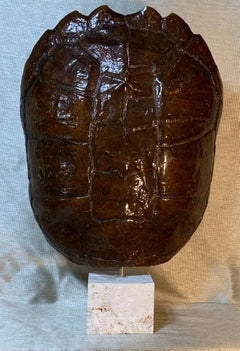 Genuine American Fresh Water Snapping Turtle Shell