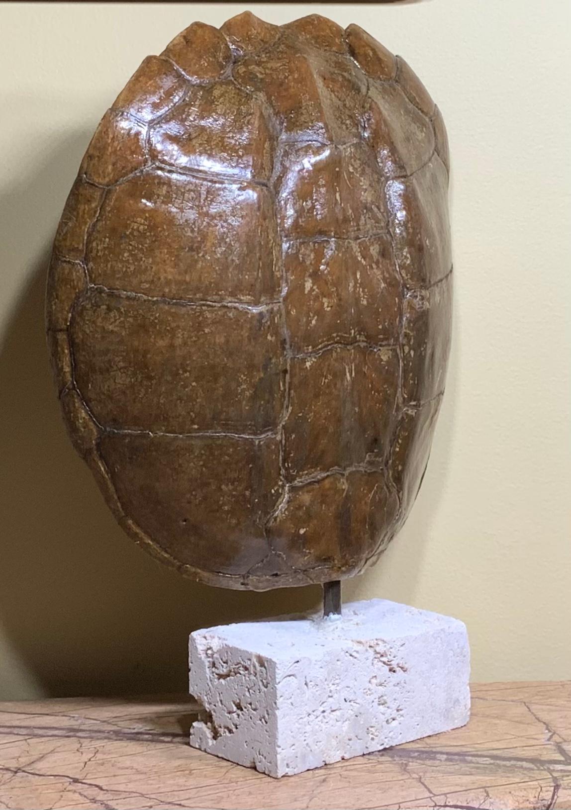 Decorative fresh water turtle shell professionally mounted on real coral base, the shell is cleaned and seal with clear protective satin finish.
And the back is upholstered with fine fabric. Beautiful natural piece of art for display.
