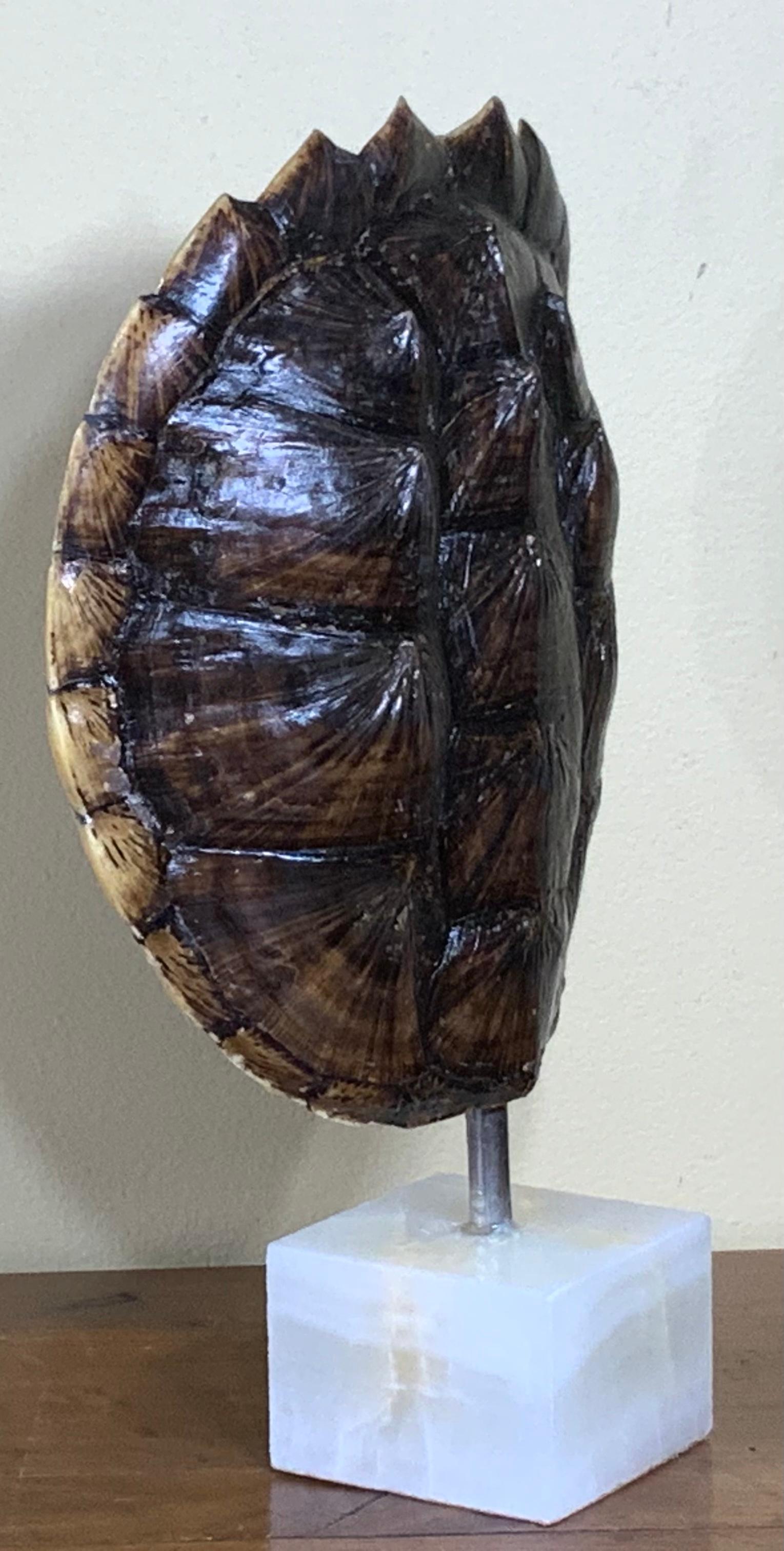 Decorative fresh water turtle shell professionally mounted on onyx base, the shell is cleaned and seal with clear protective satin finish.
And the back is upholstered with fine quality fabric. Beautiful natural piece of art for display.