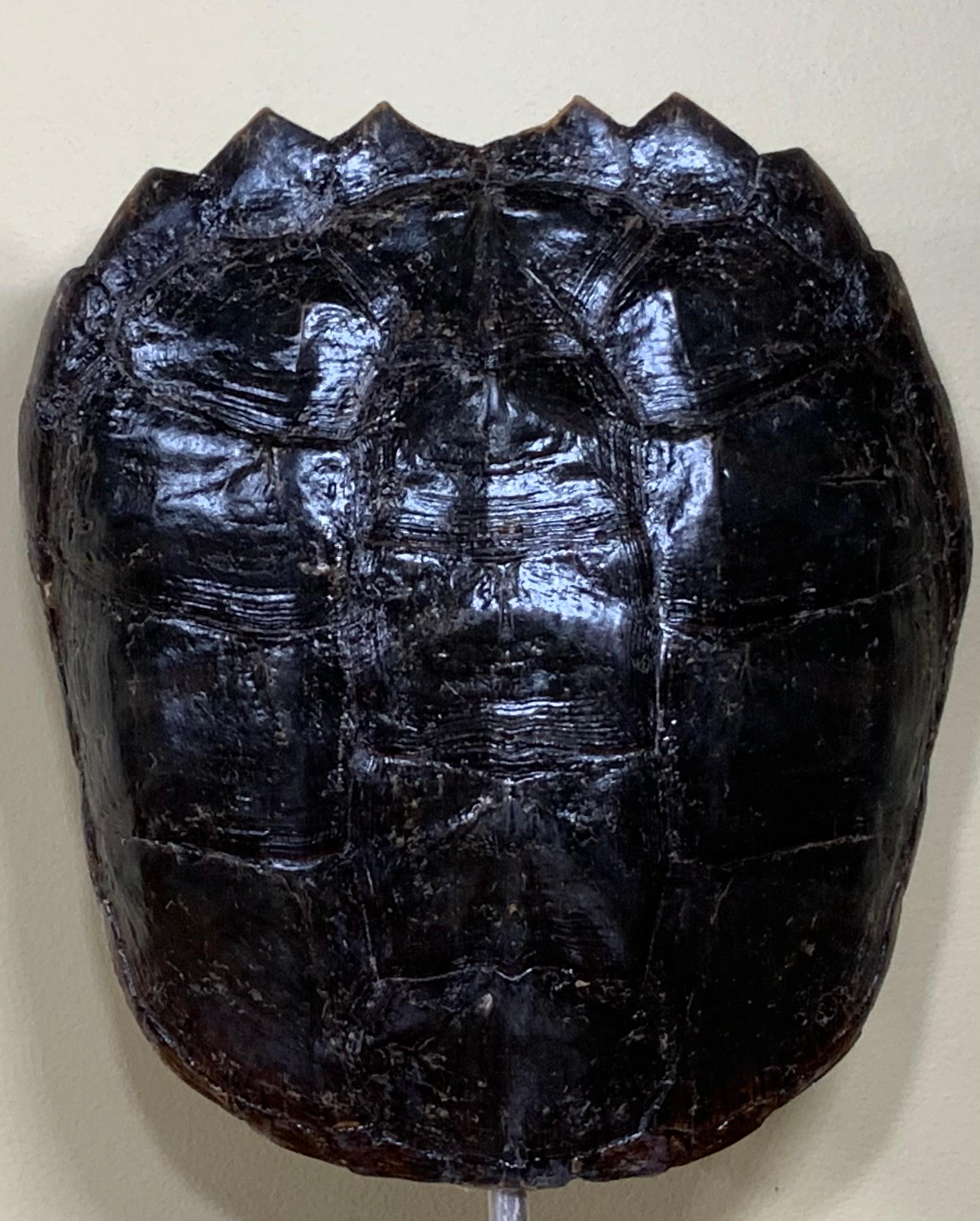 Decorative fresh water turtle shell professionally mounted on onyx base, the shell is cleaned and seal with clear protective satin finish.
And the back is upholstered with fine quality fabric. Beautiful natural piece of art for display.