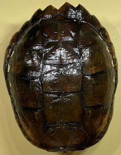 Genuine American Fresh Water Snapping Turtle Shell