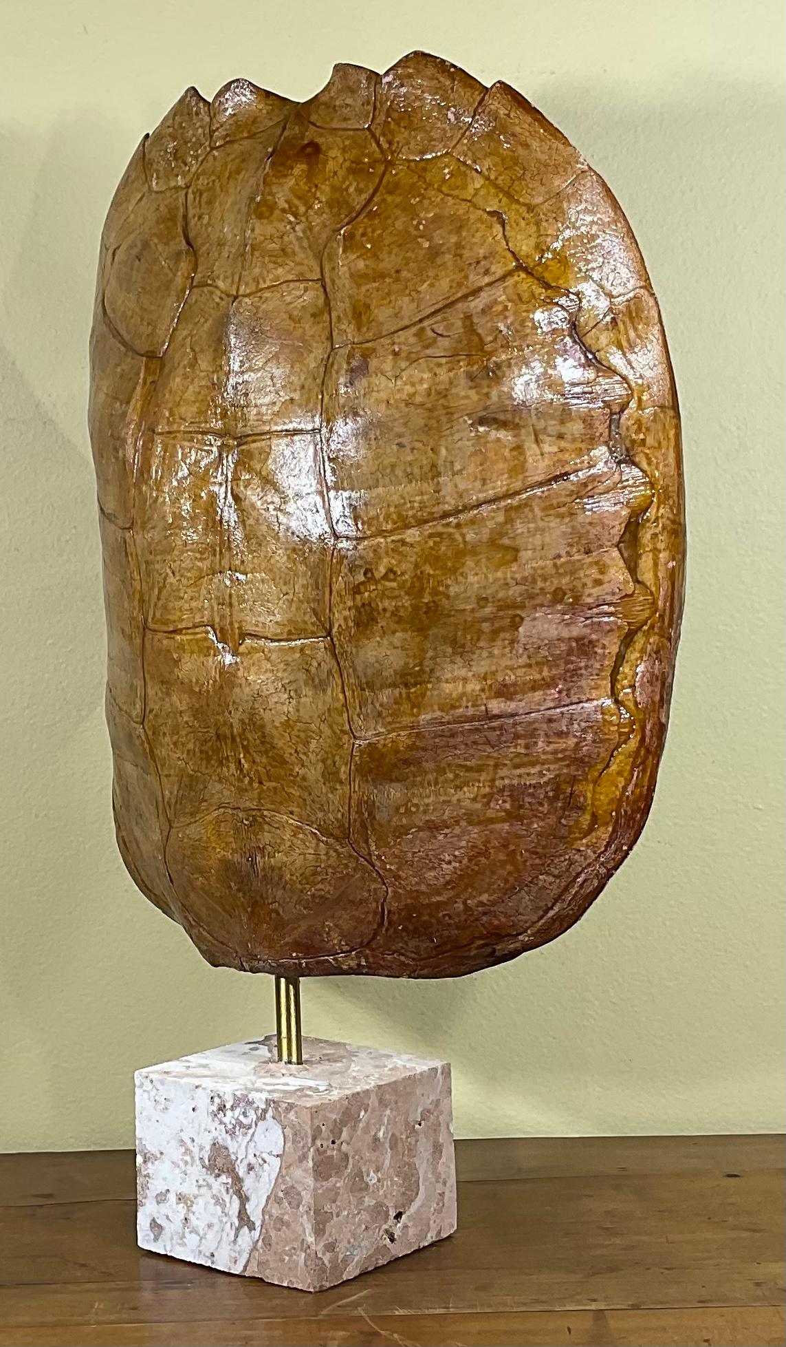 Exceptional original cream color fresh water turtle shell professionally mounted on real coral base, the shell is cleaned and seal with clear protective satin finish.
And the back is upholstered with fine fabric. Beautiful natural piece of art for