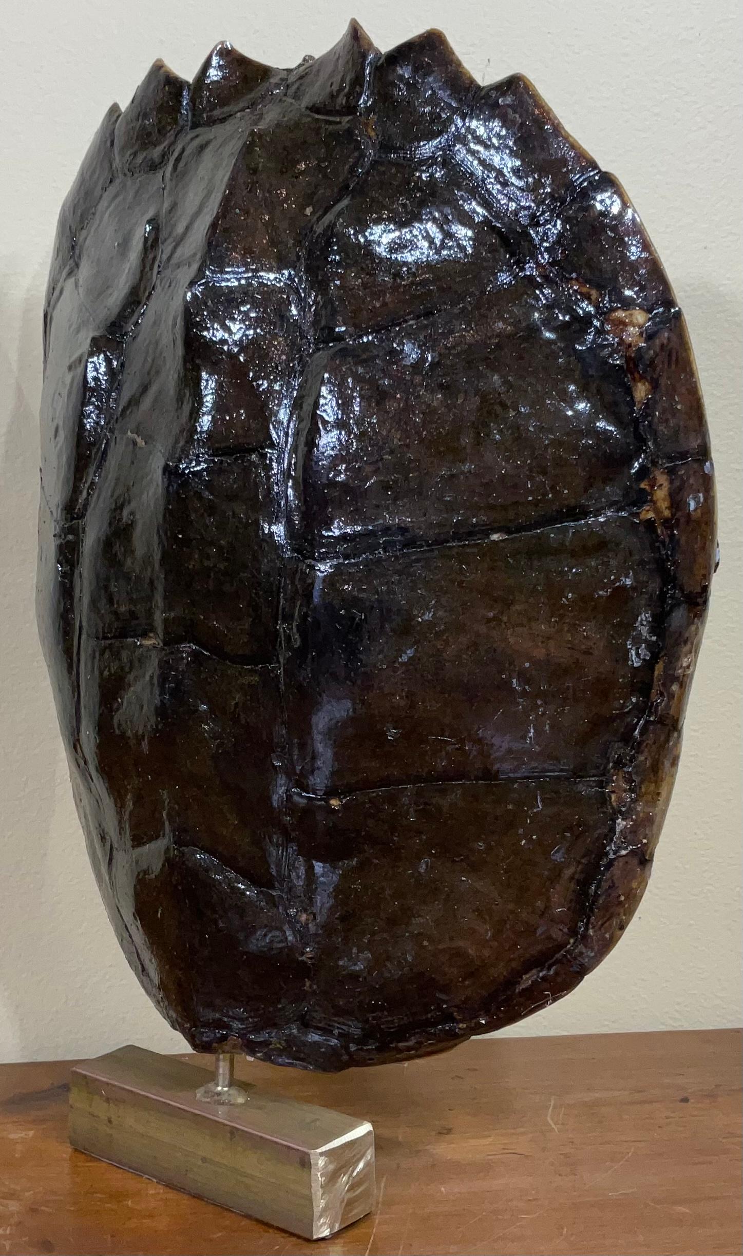 Decorative fresh water turtle shell professionally mounted on solid brass base, the shell is cleaned and seal with clear protective satin finish.
And the back is upholstered with fine fabric. Beautiful natural piece of art for display.