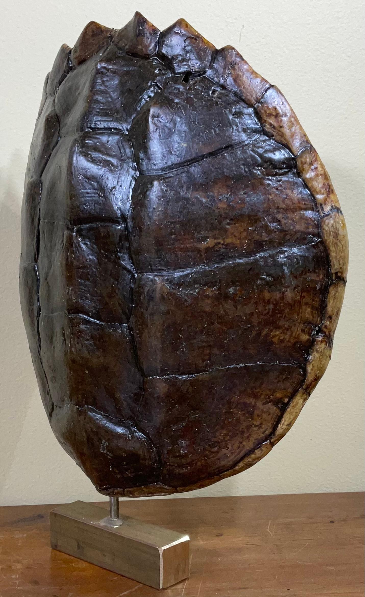 Decorative fresh water turtle shell professionally mounted on solid brass base, the shell is cleaned and seal with clear protective satin finish.
And the back is upholstered with fine fabric. Beautiful natural piece of art for display.