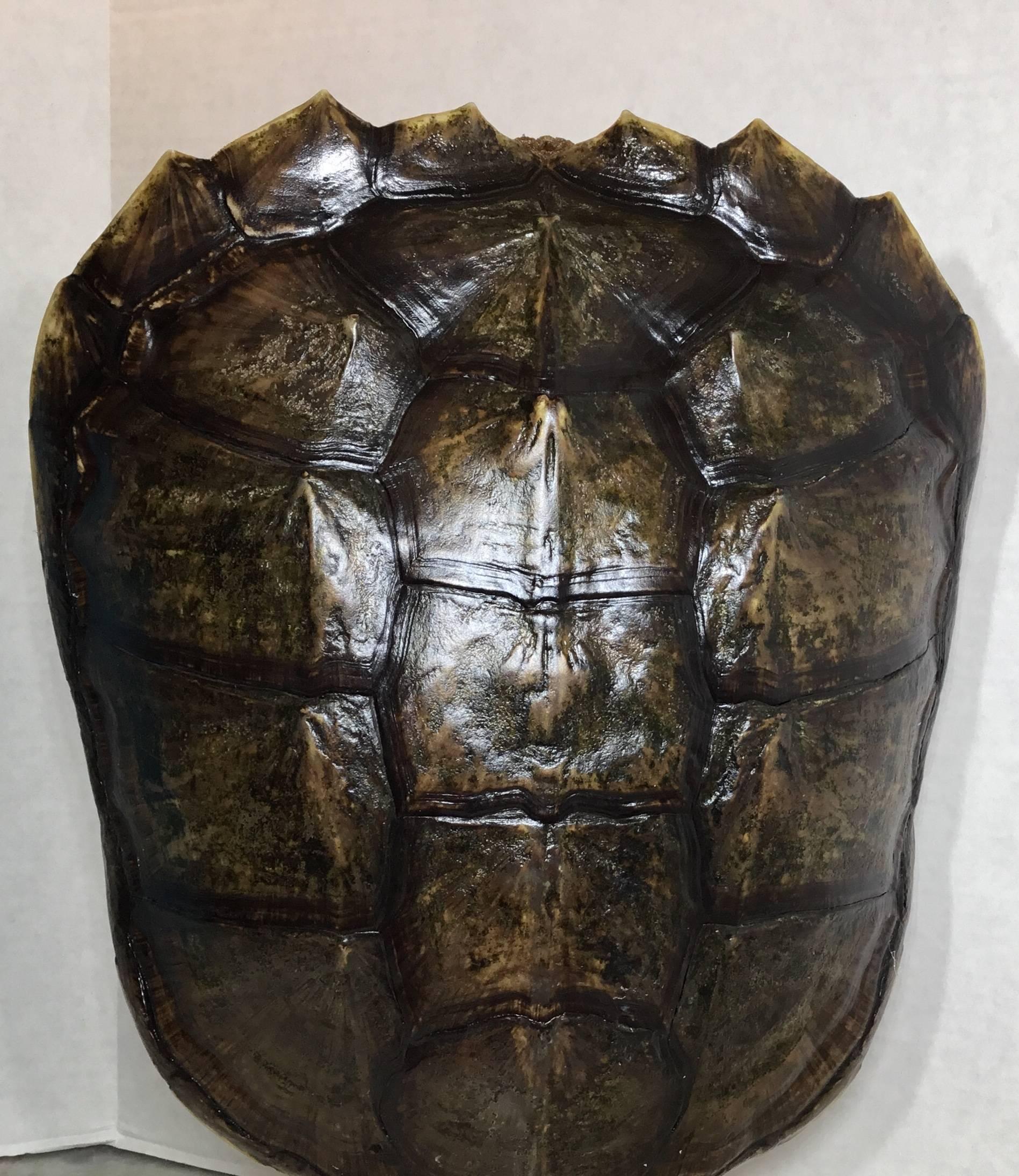 snapping turtle shell for sale