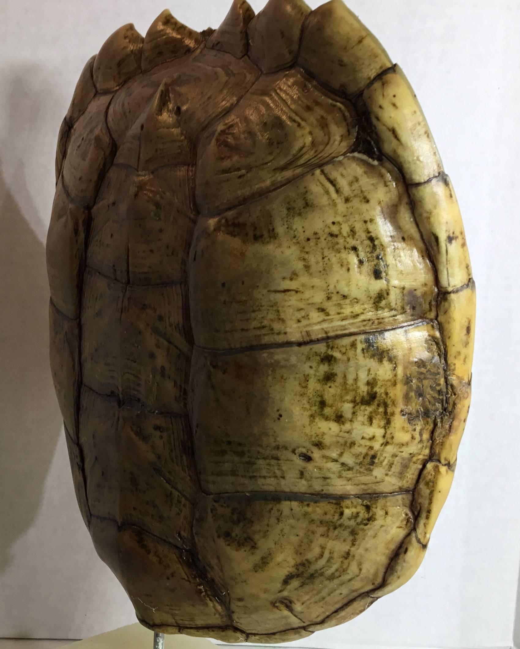 Genuine American Fresh Water Snapping Turtle Shell In Excellent Condition In Delray Beach, FL