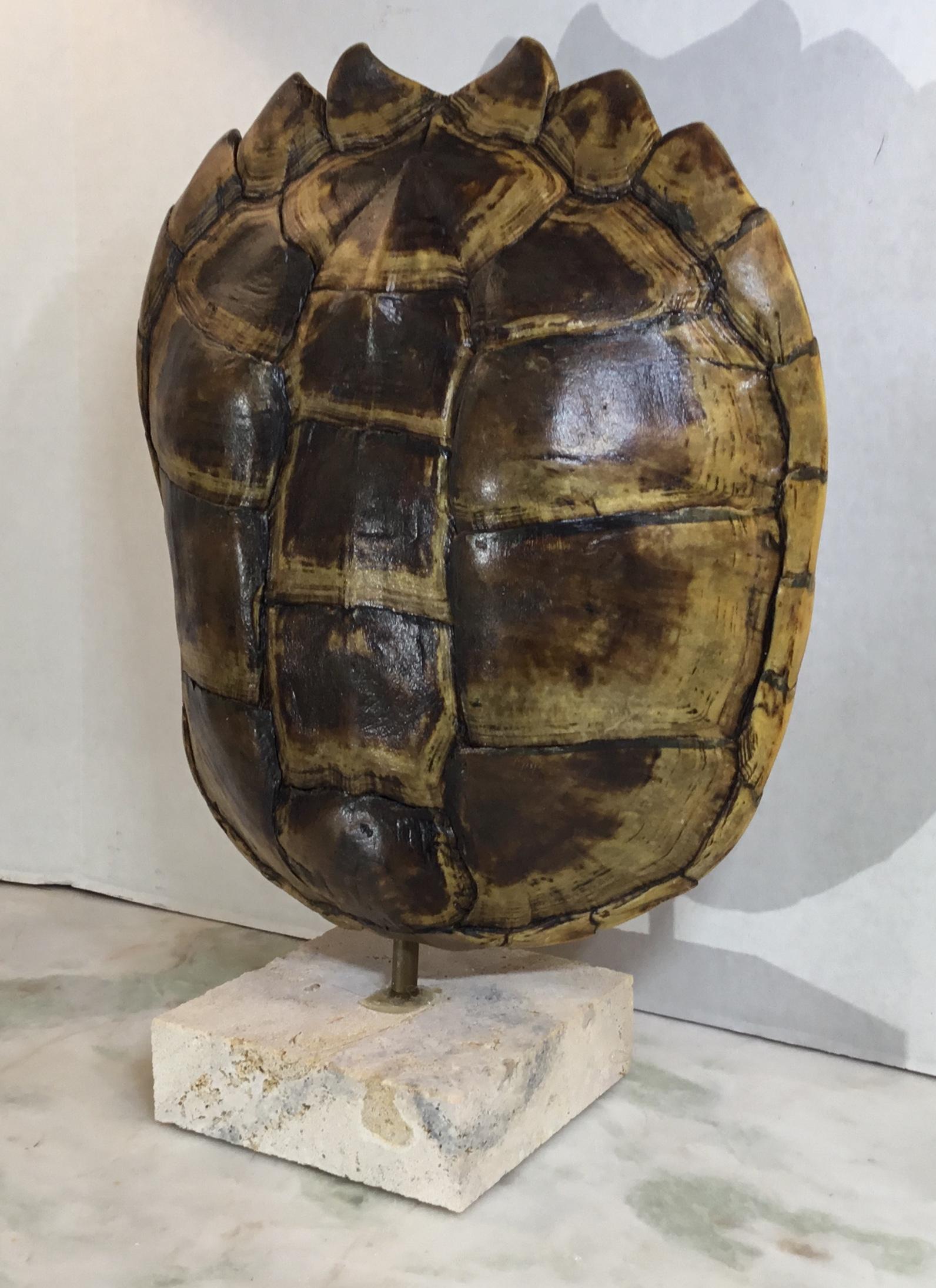 Genuine American Fresh Water Snapping Turtle Shell In Good Condition In Delray Beach, FL