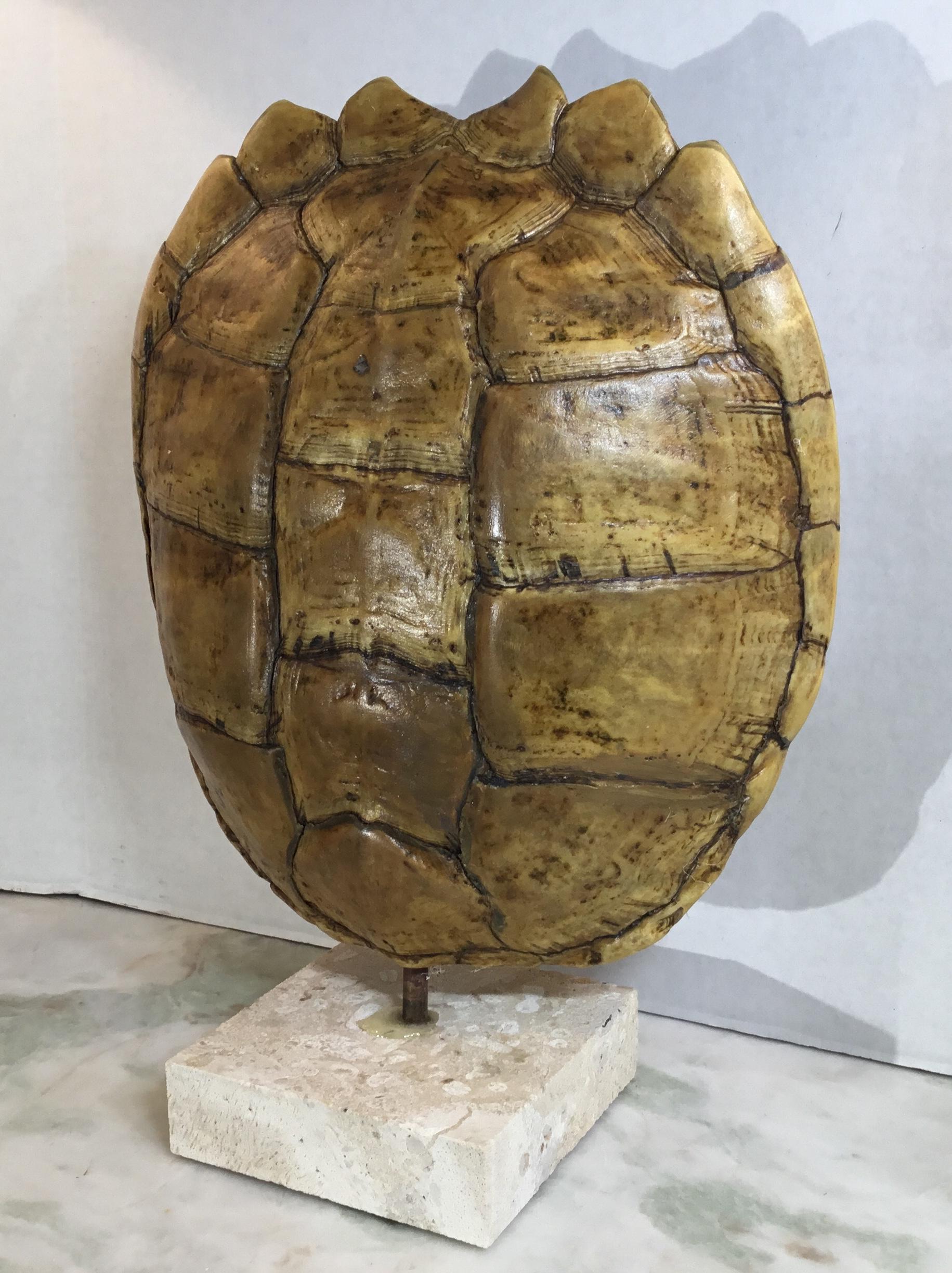 Genuine American Fresh Water Snapping Turtle Shell In Good Condition In Delray Beach, FL