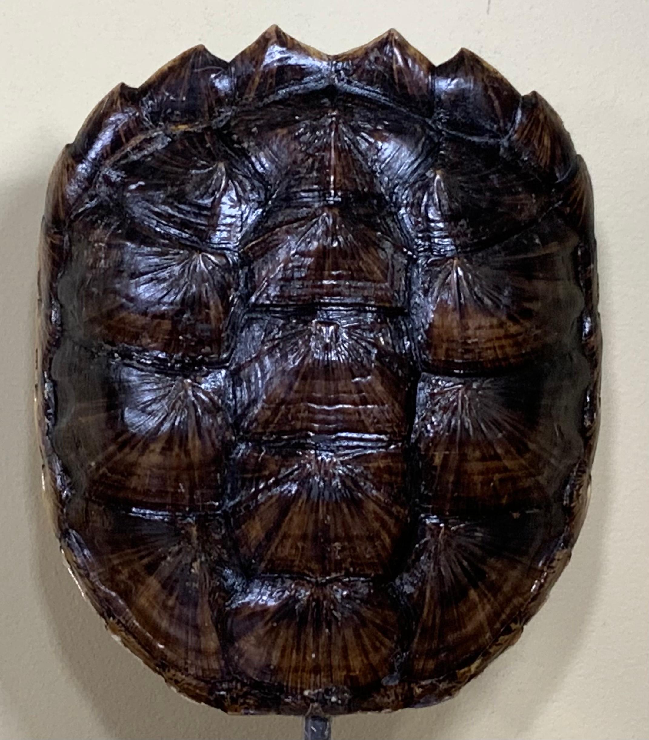 alligator snapping turtle shell