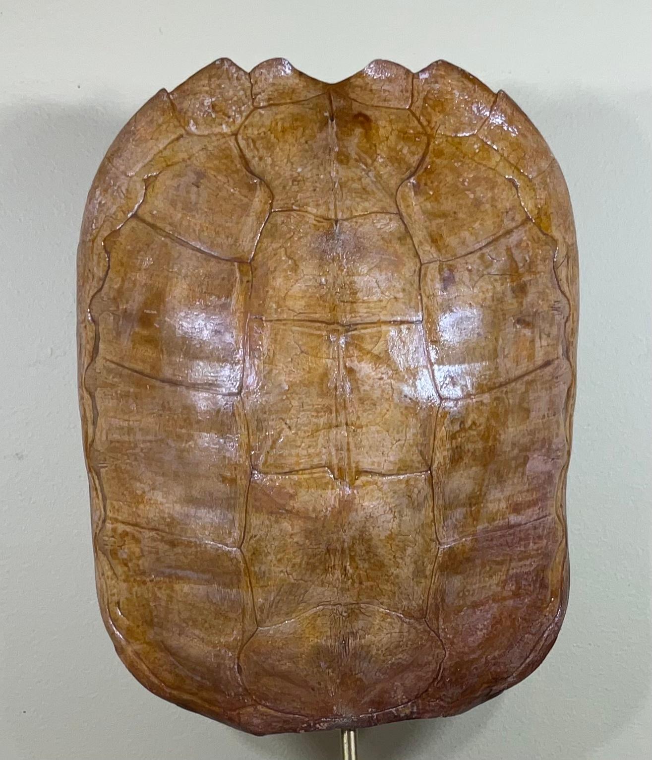 Genuine American Fresh Water Snapping Turtle Shell In Good Condition In Delray Beach, FL