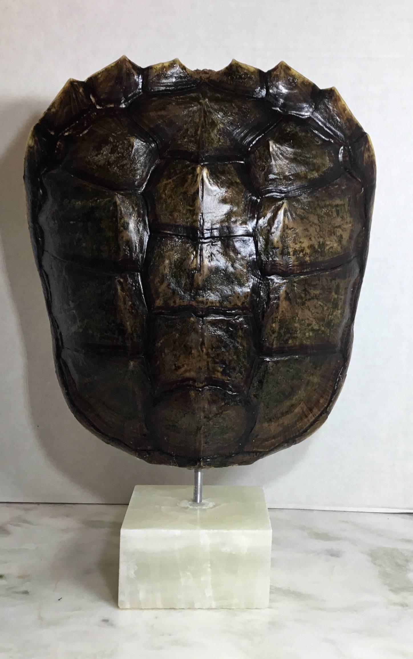 snapping turtle shells for sale