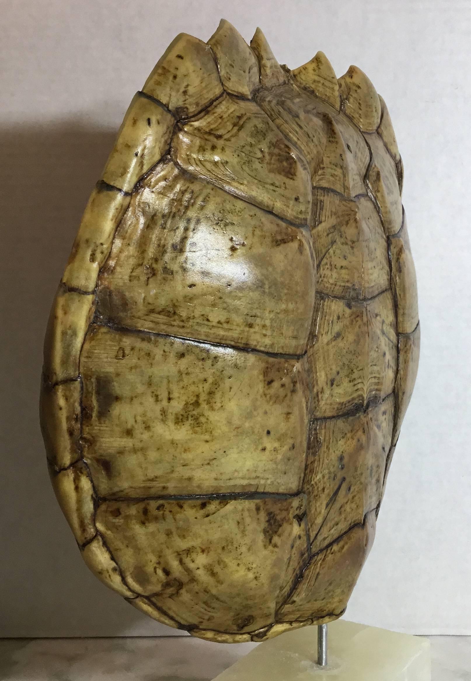 20th Century Genuine American Fresh Water Snapping Turtle Shell