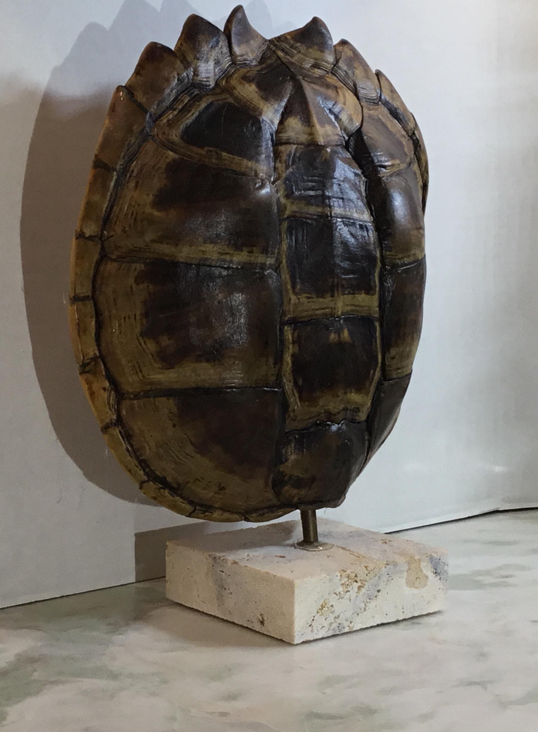 20th Century Genuine American Fresh Water Snapping Turtle Shell