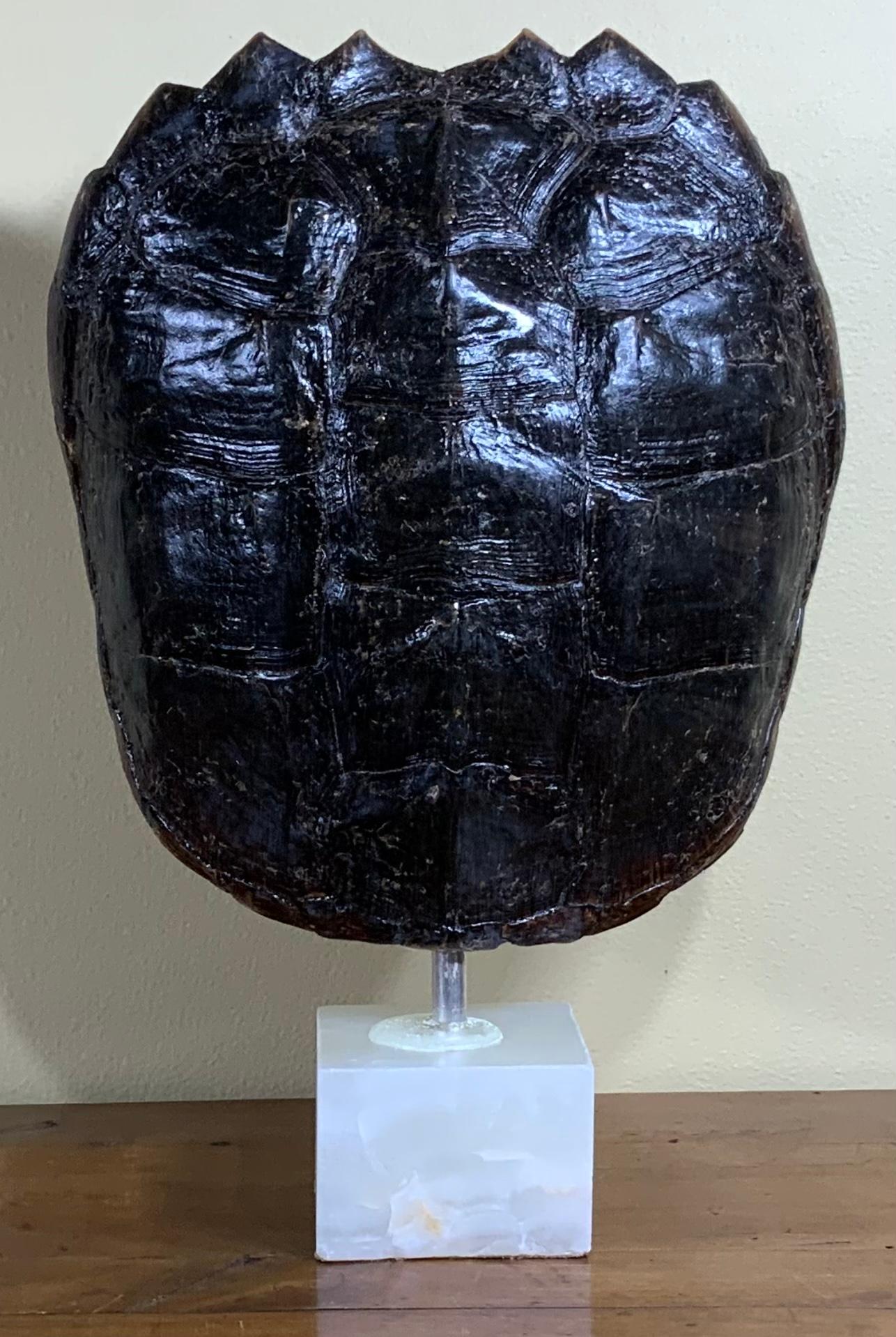 Genuine American Fresh Water Snapping Turtle Shell In Good Condition For Sale In Delray Beach, FL