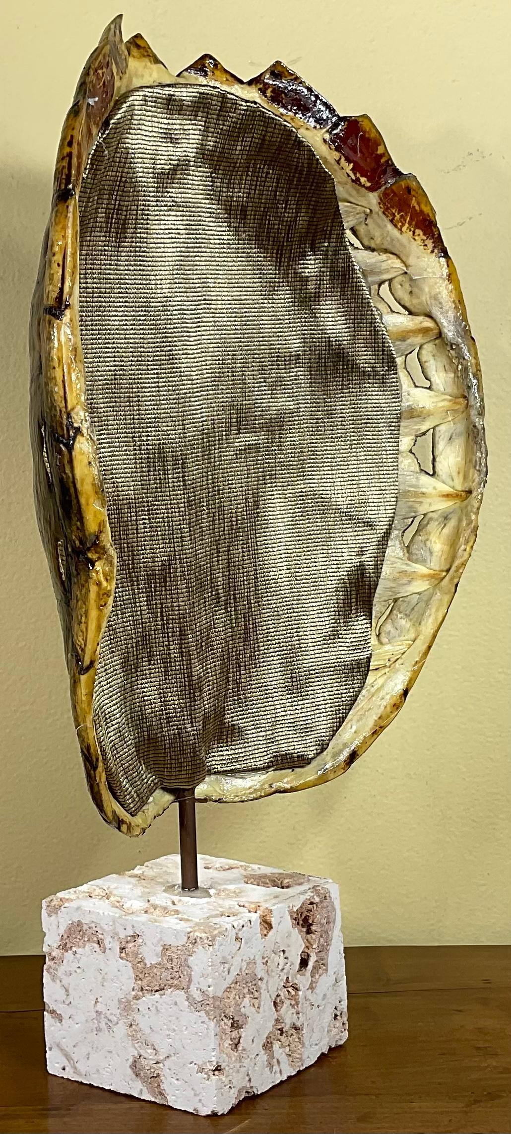 Genuine American Fresh Water Snapping Turtle Shell In Good Condition In Delray Beach, FL