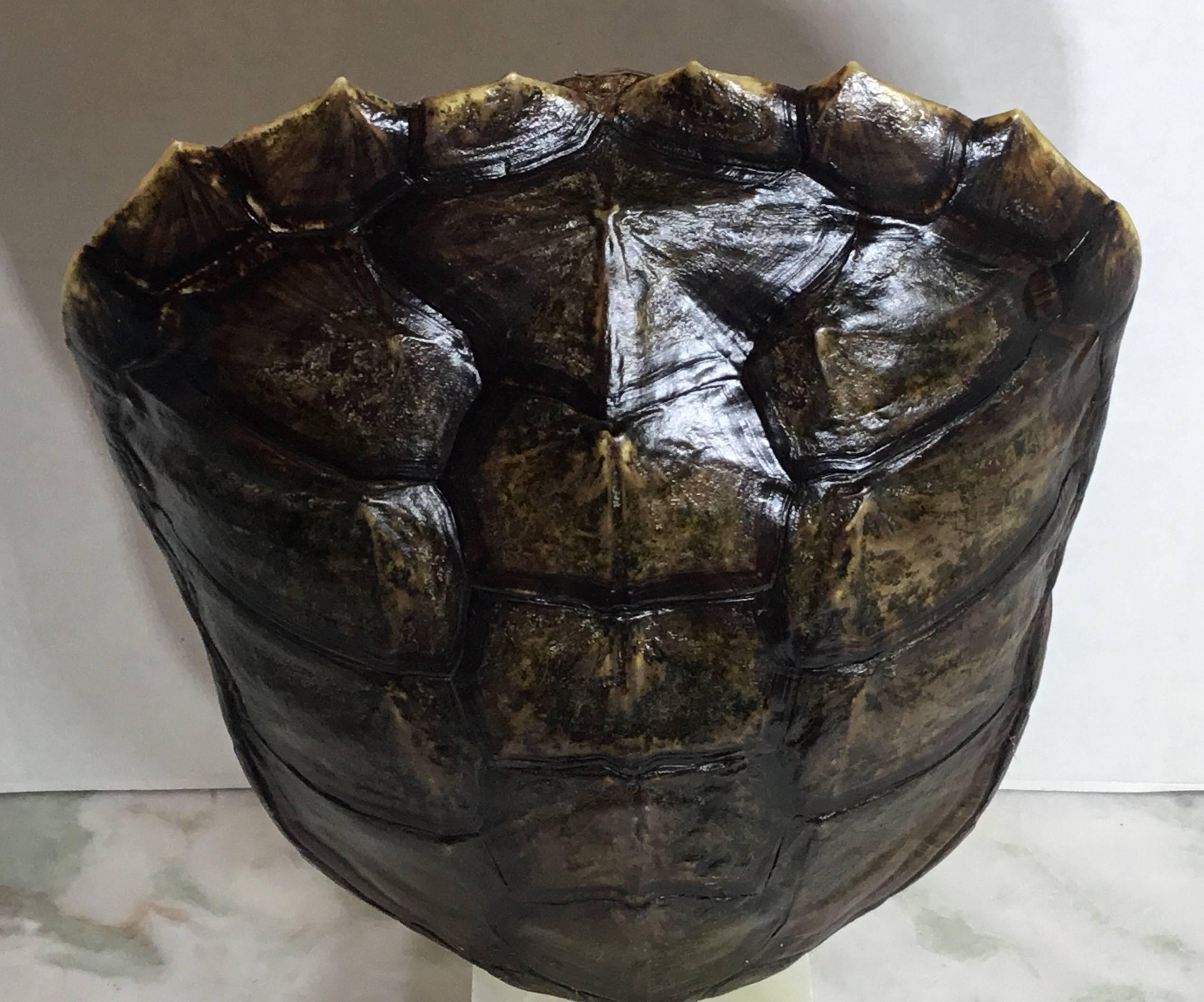 Genuine American Fresh Water Snapping Turtle Shell In Excellent Condition In Delray Beach, FL