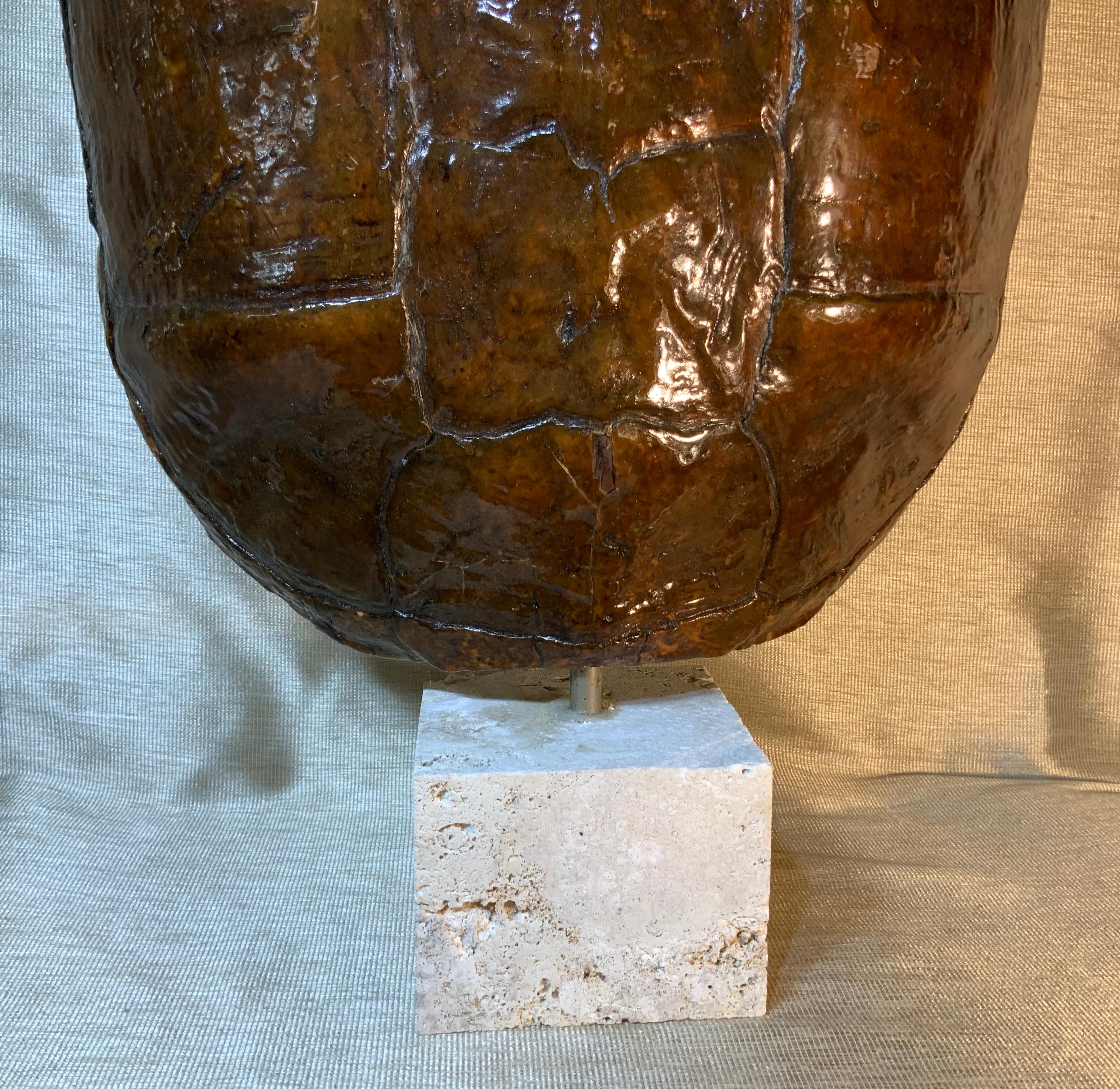 Genuine American Fresh Water Snapping Turtle Shell 1