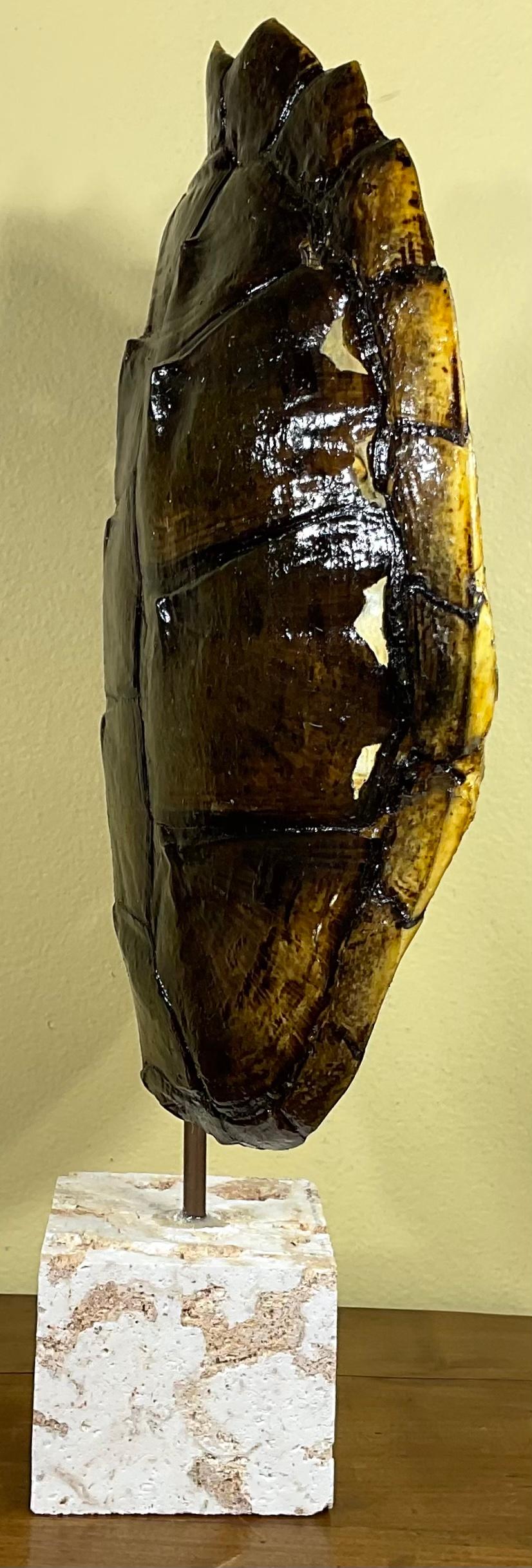 20th Century Genuine American Fresh Water Snapping Turtle Shell