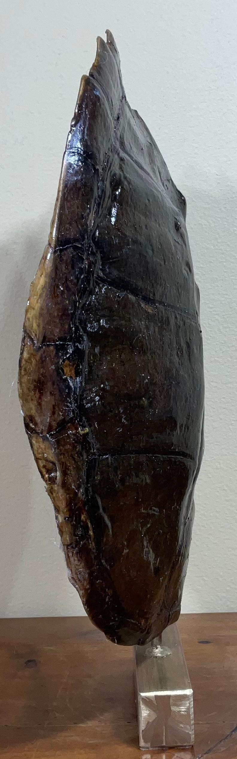 Genuine American Fresh Water Snapping Turtle Shell In Good Condition For Sale In Delray Beach, FL