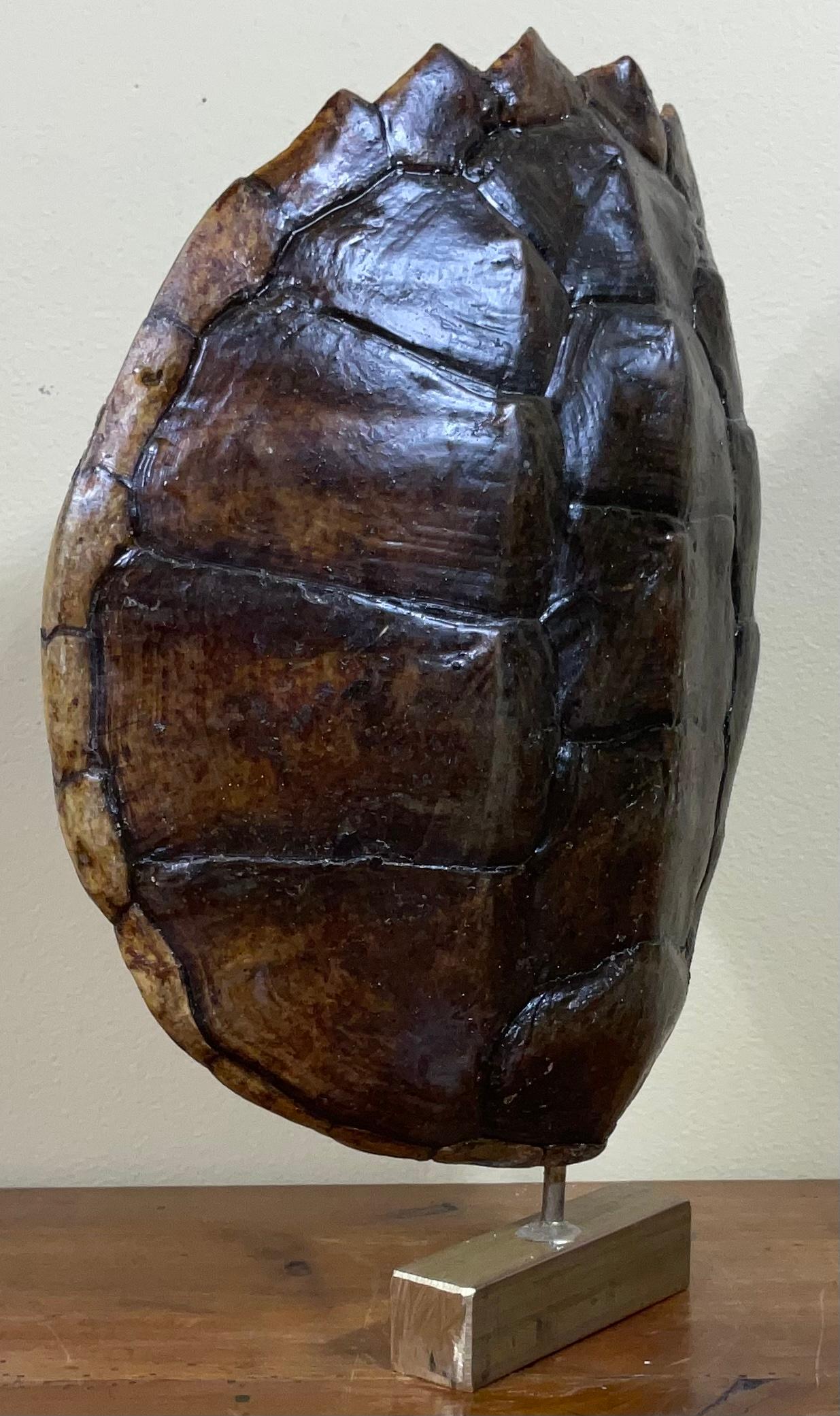 turtle shell scratcher
