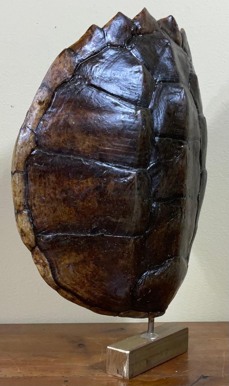 Genuine American Fresh Water Snapping Turtle Shell For Sale at 1stDibs
