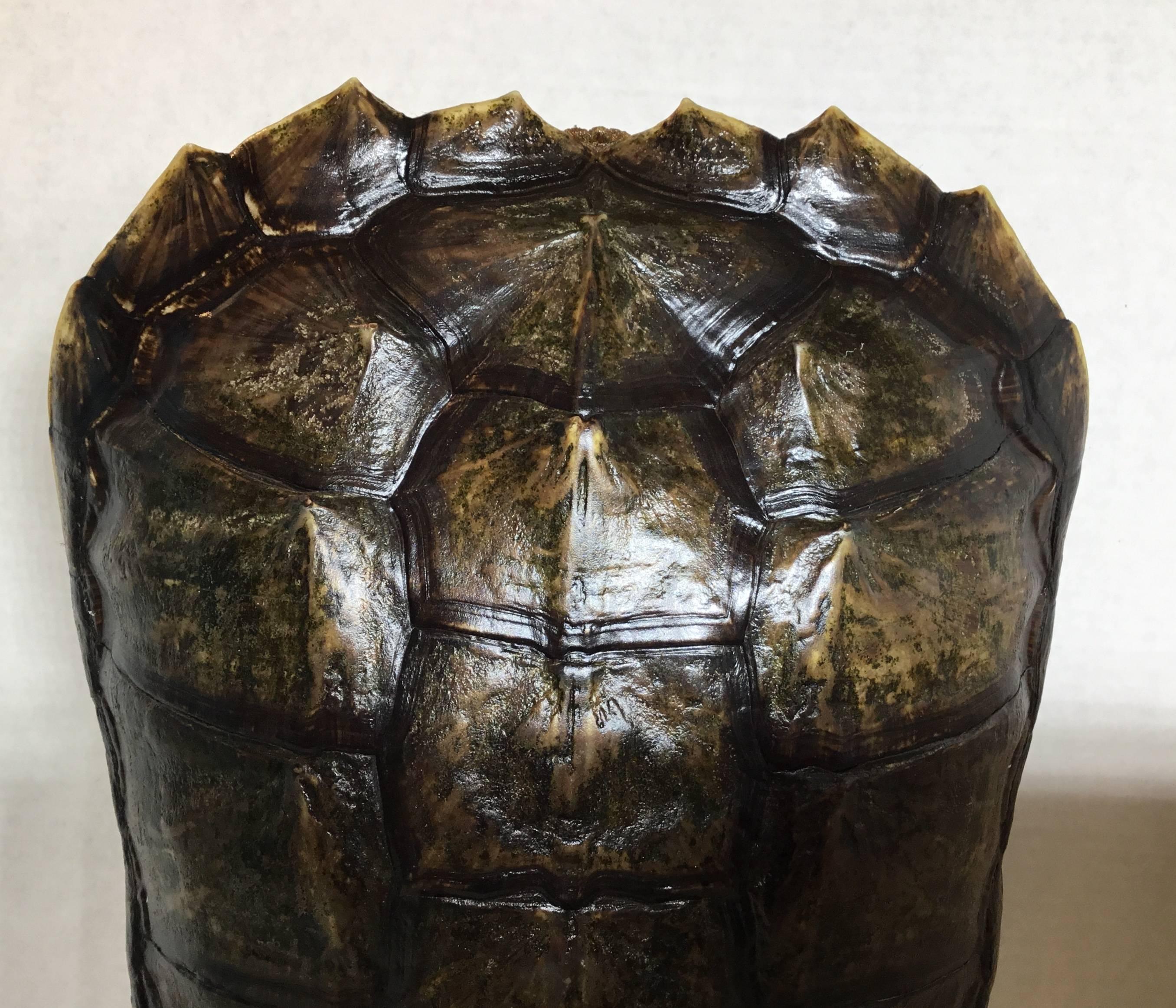 20th Century Genuine American Fresh Water Snapping Turtle Shell