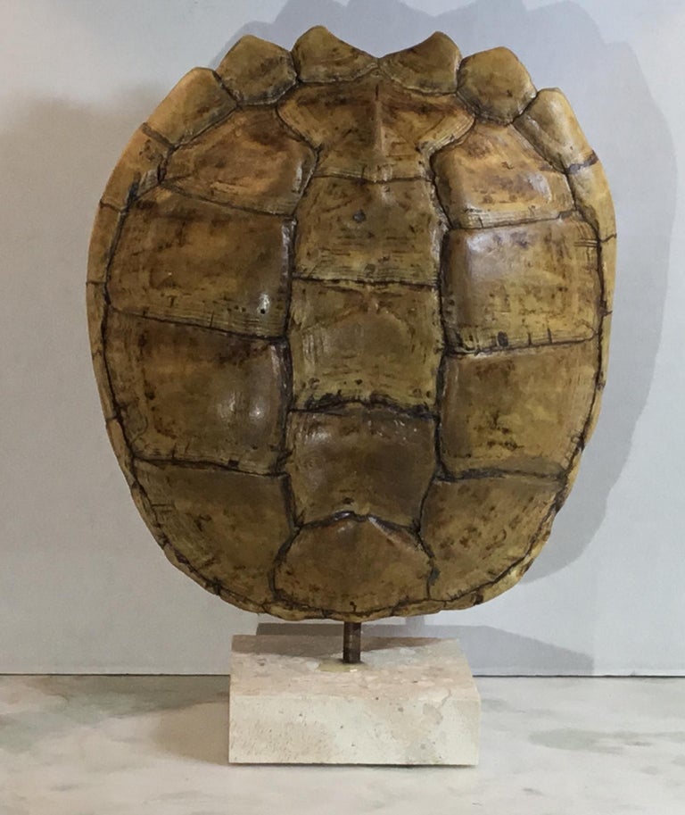 Genuine American Fresh Water Snapping Turtle Shell at 1stDibs
