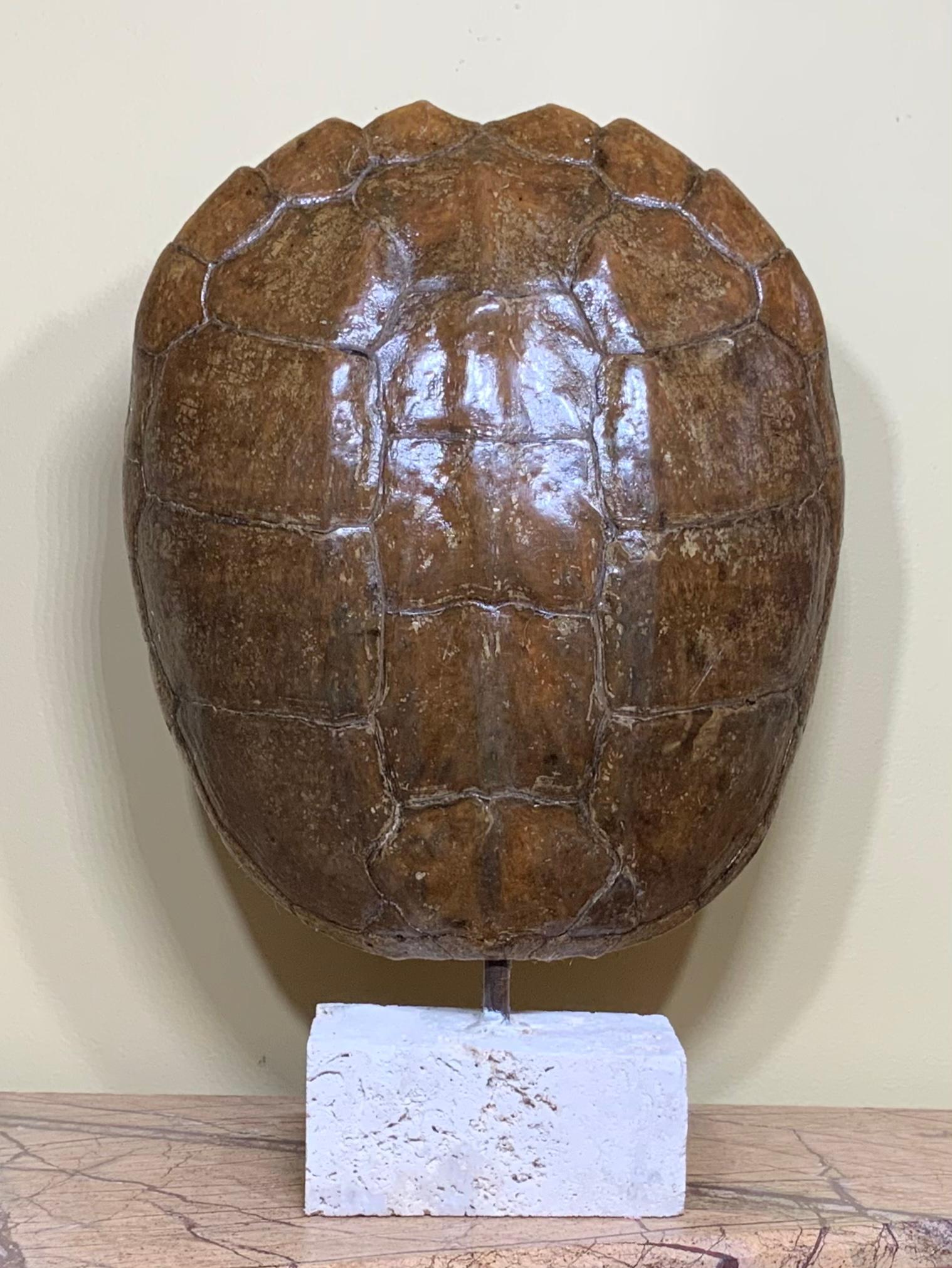 Genuine American Fresh Water Snapping Turtle Shell 1
