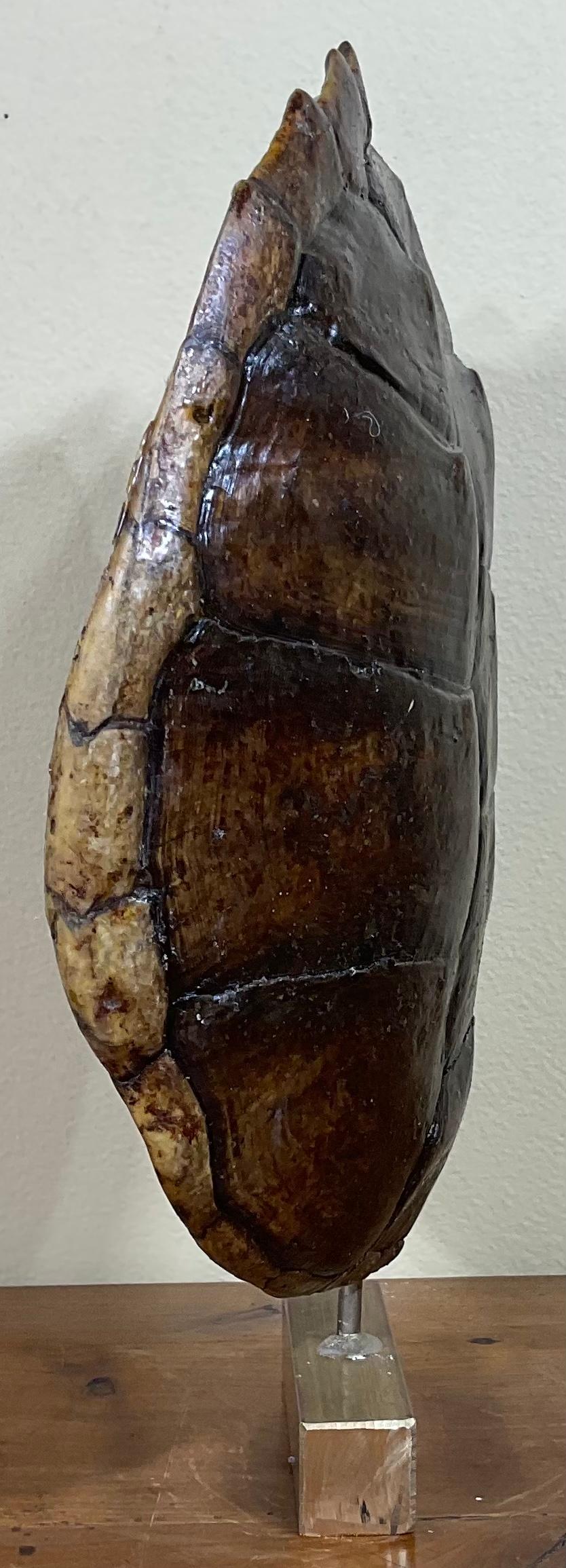 Genuine American Fresh Water Snapping Turtle Shell In Good Condition For Sale In Delray Beach, FL