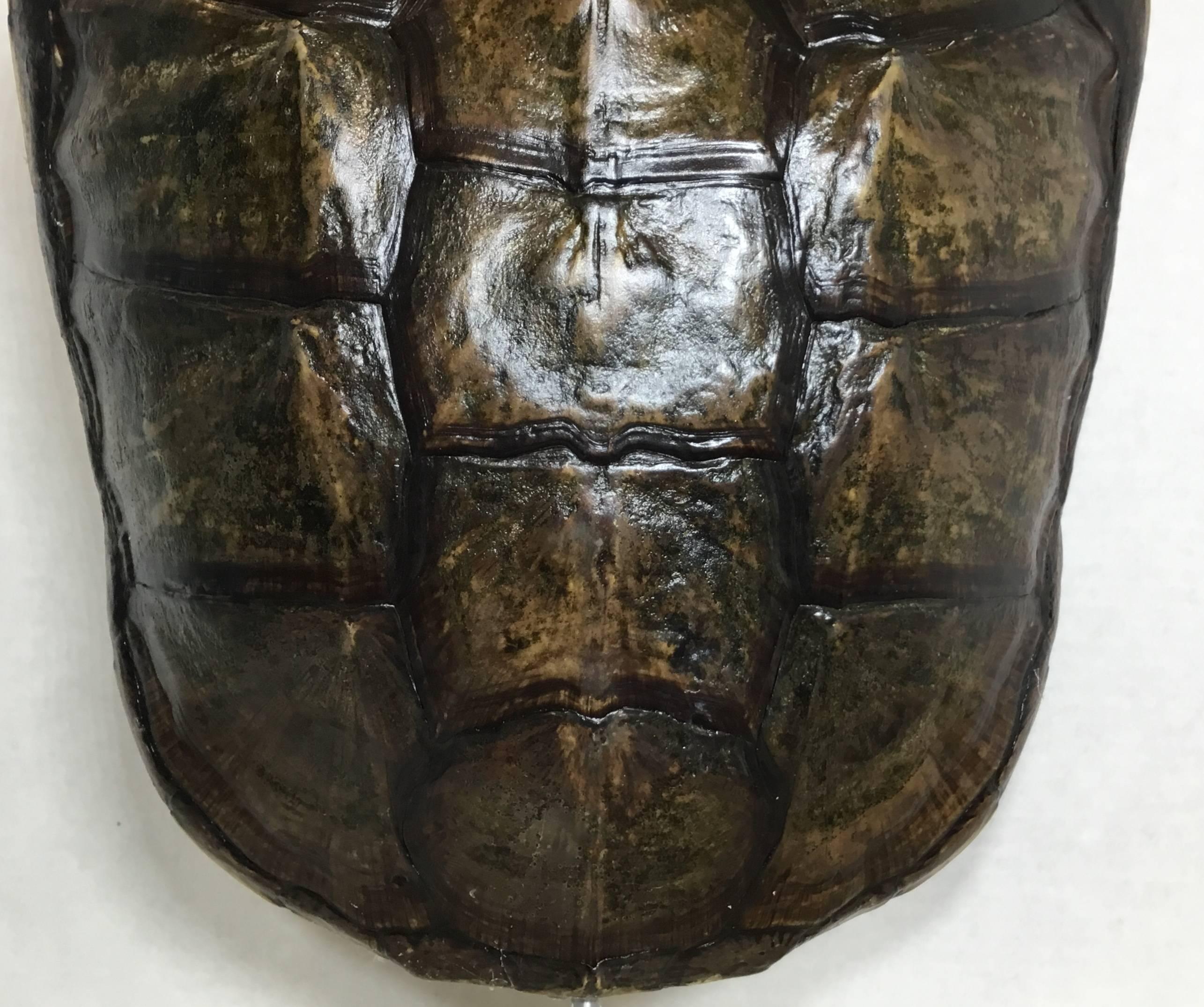 Onyx Genuine American Fresh Water Snapping Turtle Shell