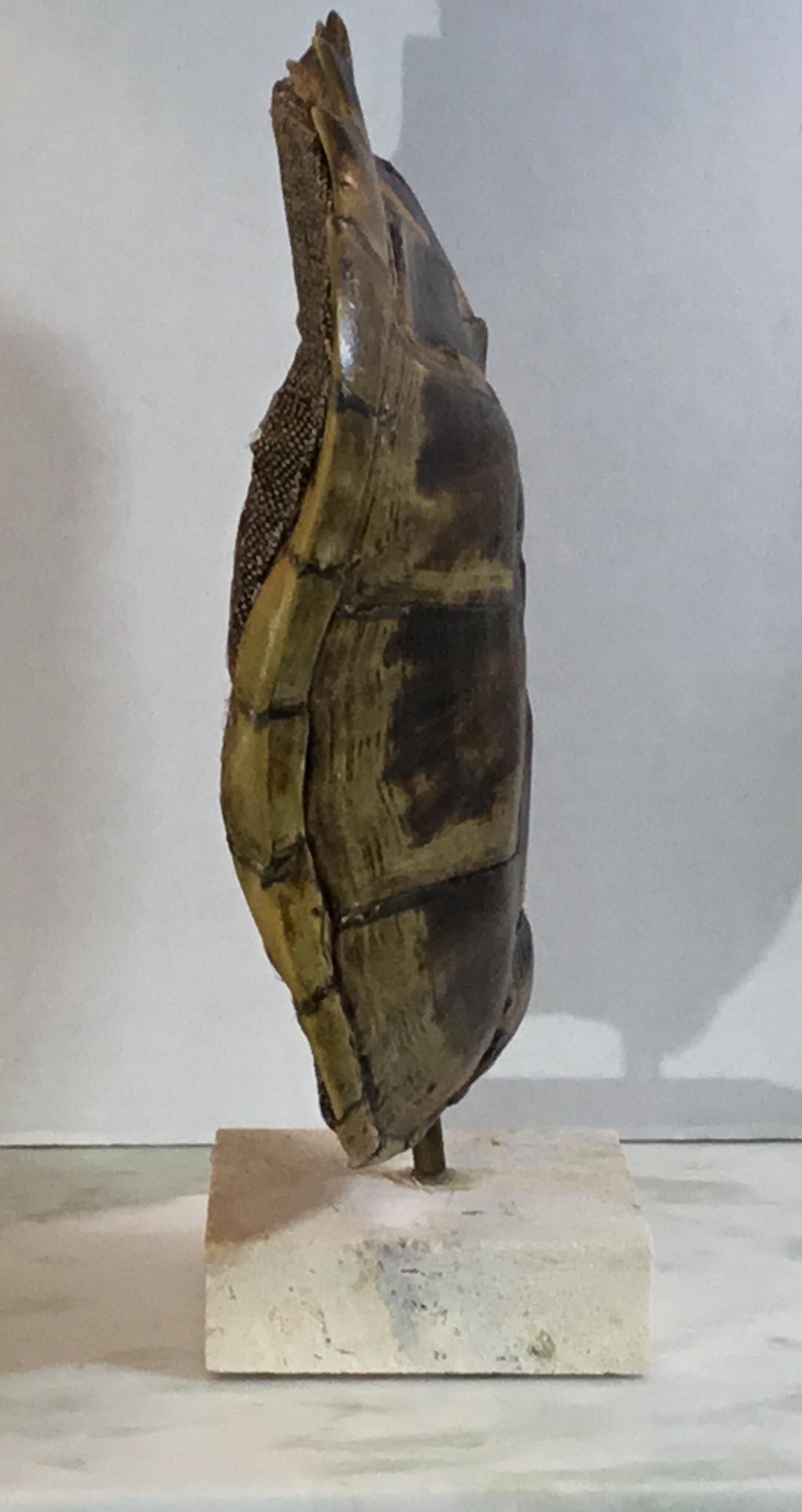 Genuine American Fresh Water Snapping Turtle Shell 2