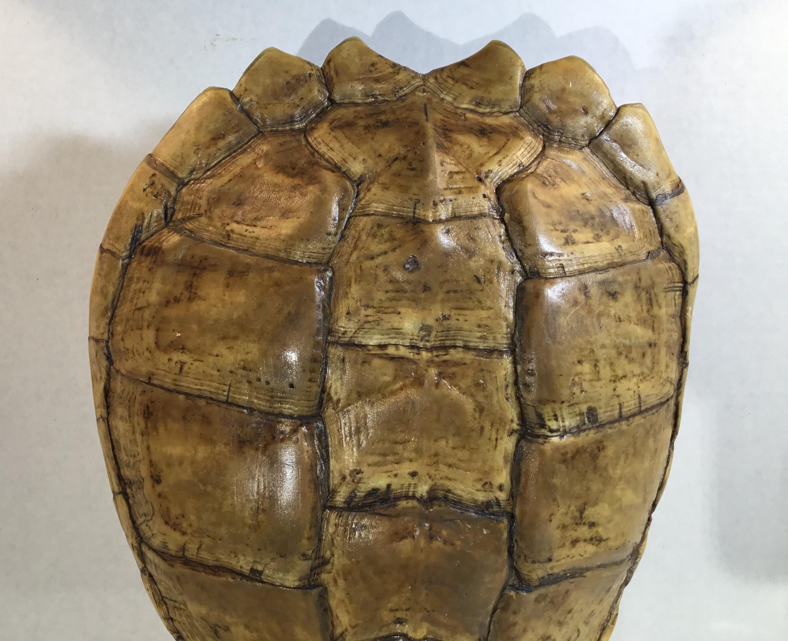 Genuine American Fresh Water Snapping Turtle Shell 2