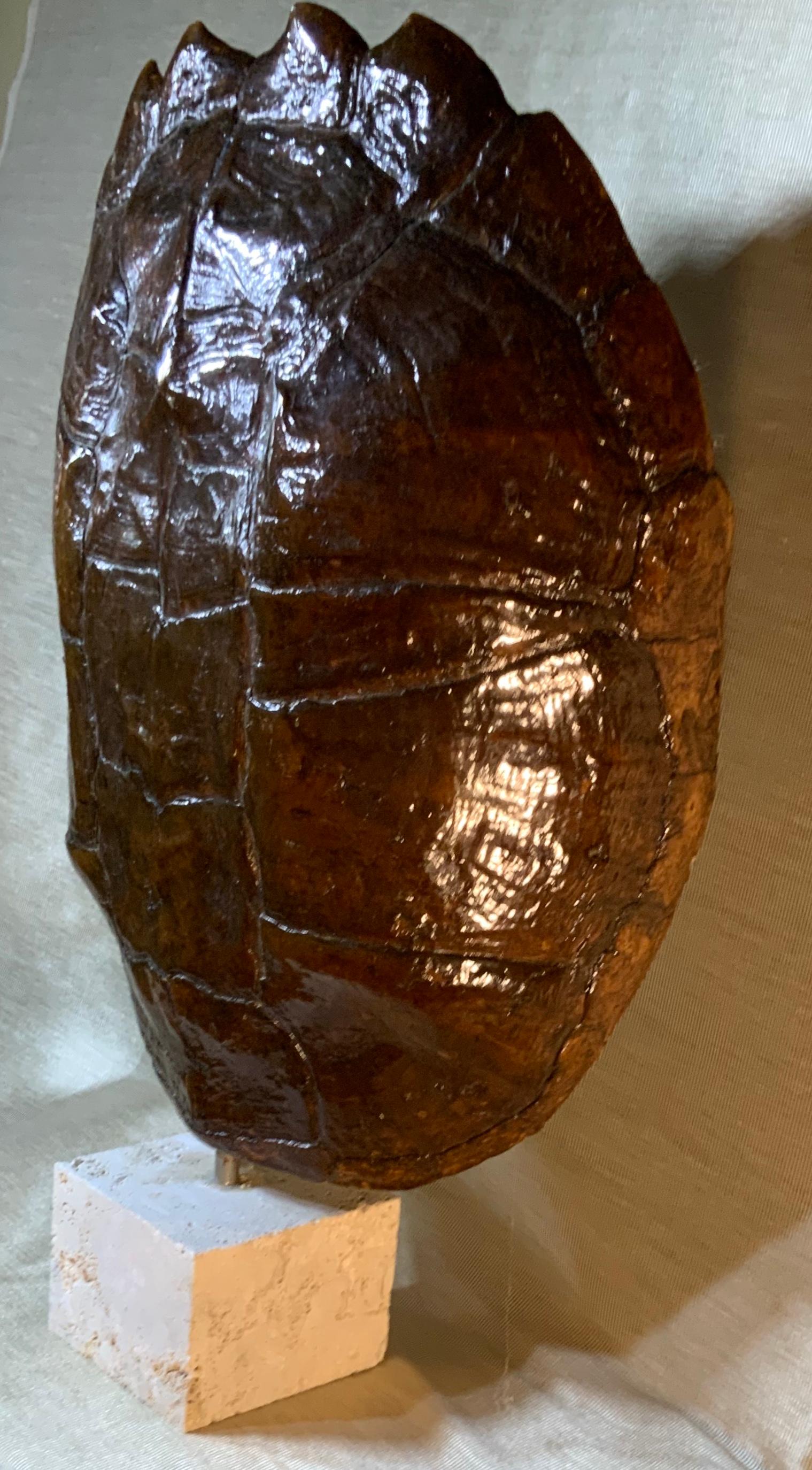 Genuine American Fresh Water Snapping Turtle Shell 3