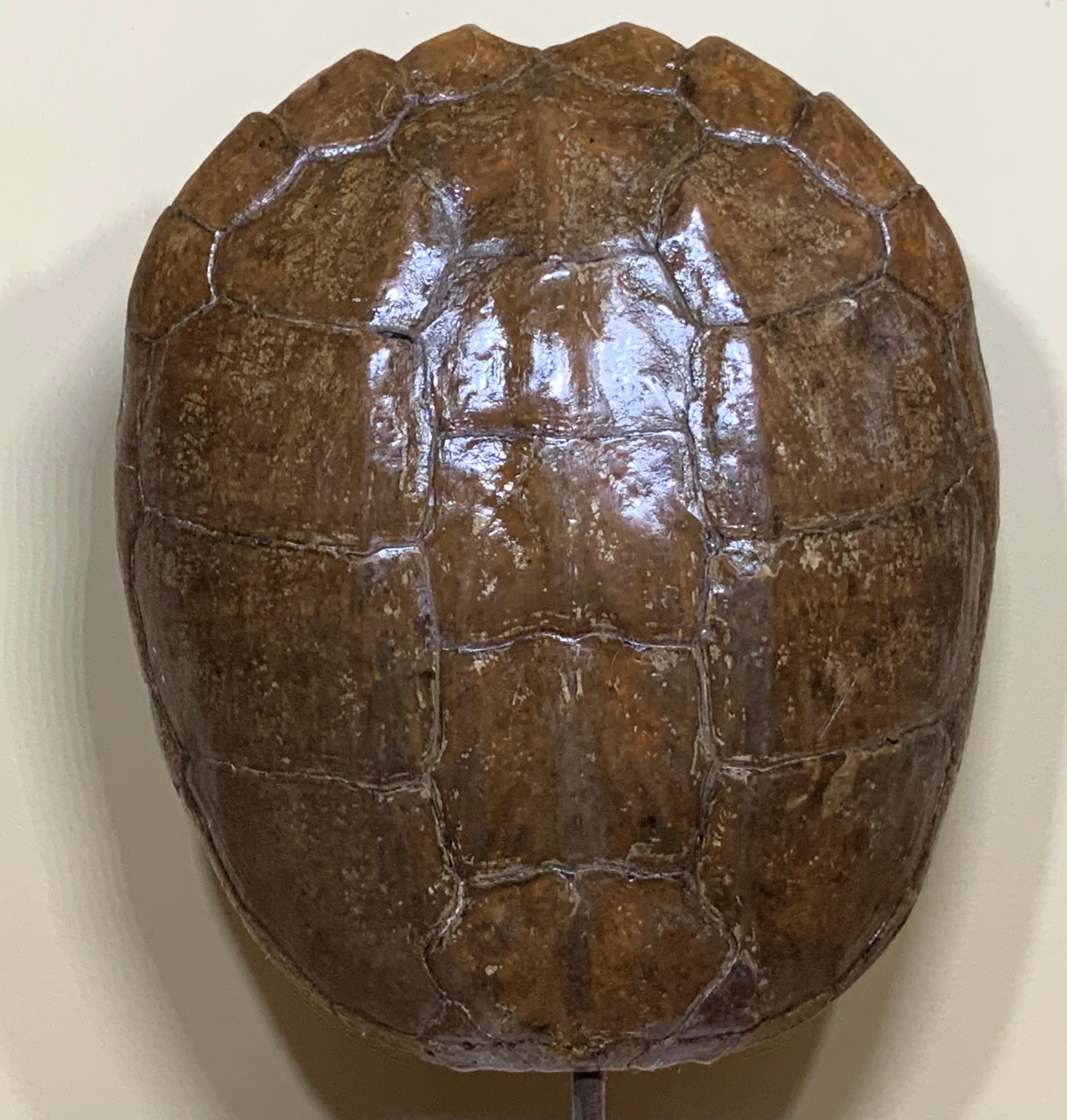 Genuine American Fresh Water Snapping Turtle Shell 2